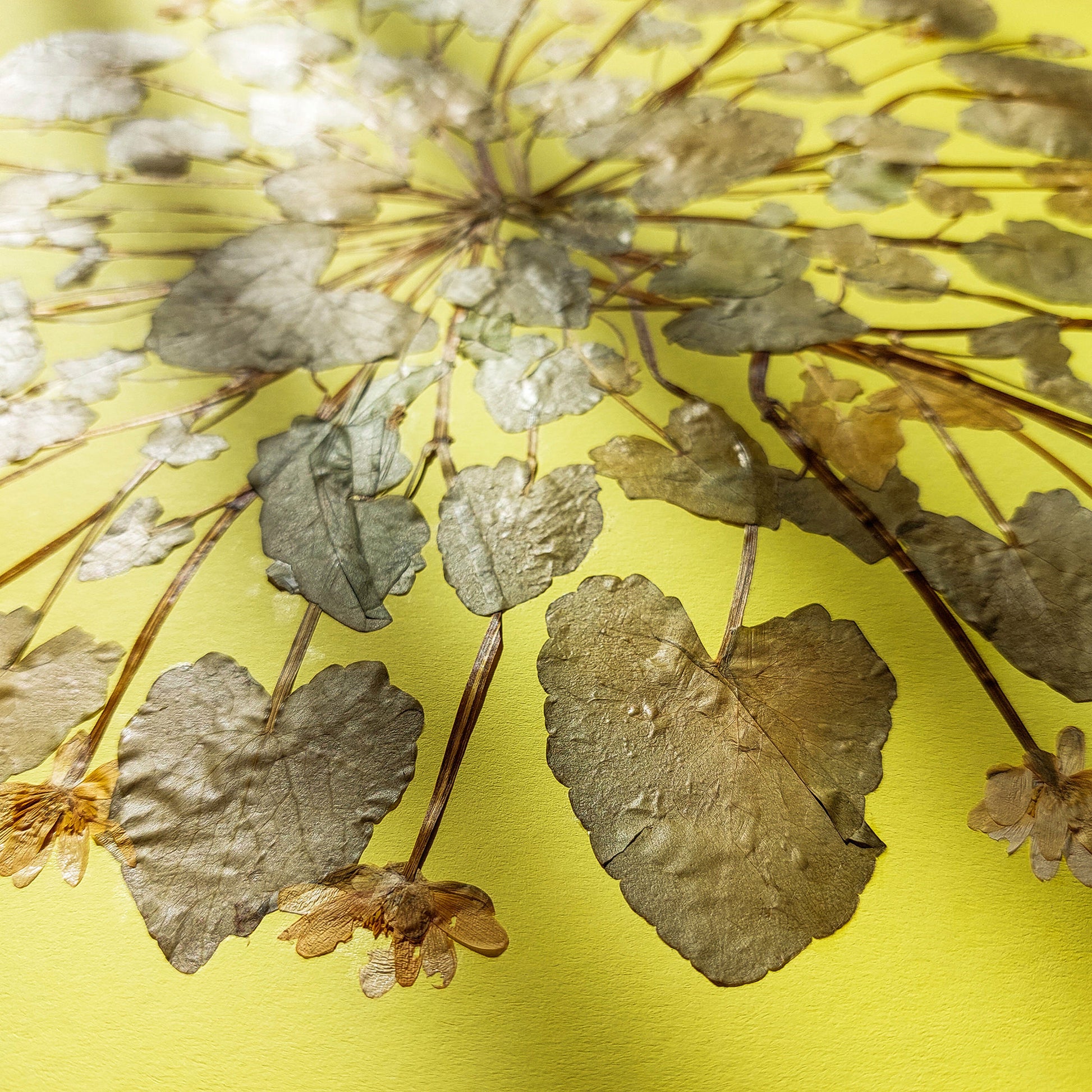 Large lime cream circle Ficaria Verna dried yellow flowers and plant Original artwork cottagecore wall art, Botanical wall art, bookshelf decor, Bedroom wall art, aunt gift, Aesthetic wall art, office wall decor