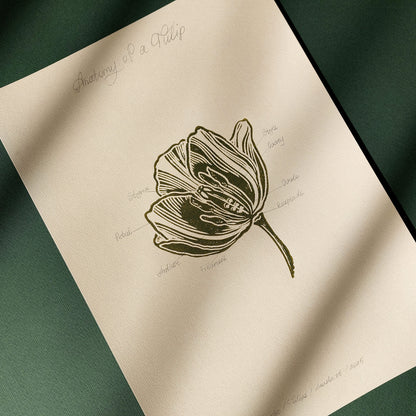 Vintage anatomy of a Tulip flower linocut print Wall art decor Linogravure Linocut print Lino print flower wall hanging Vintage art unique wall art trendy thank you gift boss teacher appreciation gift Summer Spring wall art sister in law gift signature shelf decor self gift Sage green color rustic wall art Retro artwork retirement Relief print realtor closing gift Printmaking art plant lover gift original illustration original artwork one of a kind office wall decor nurse gift niece Chateaucore