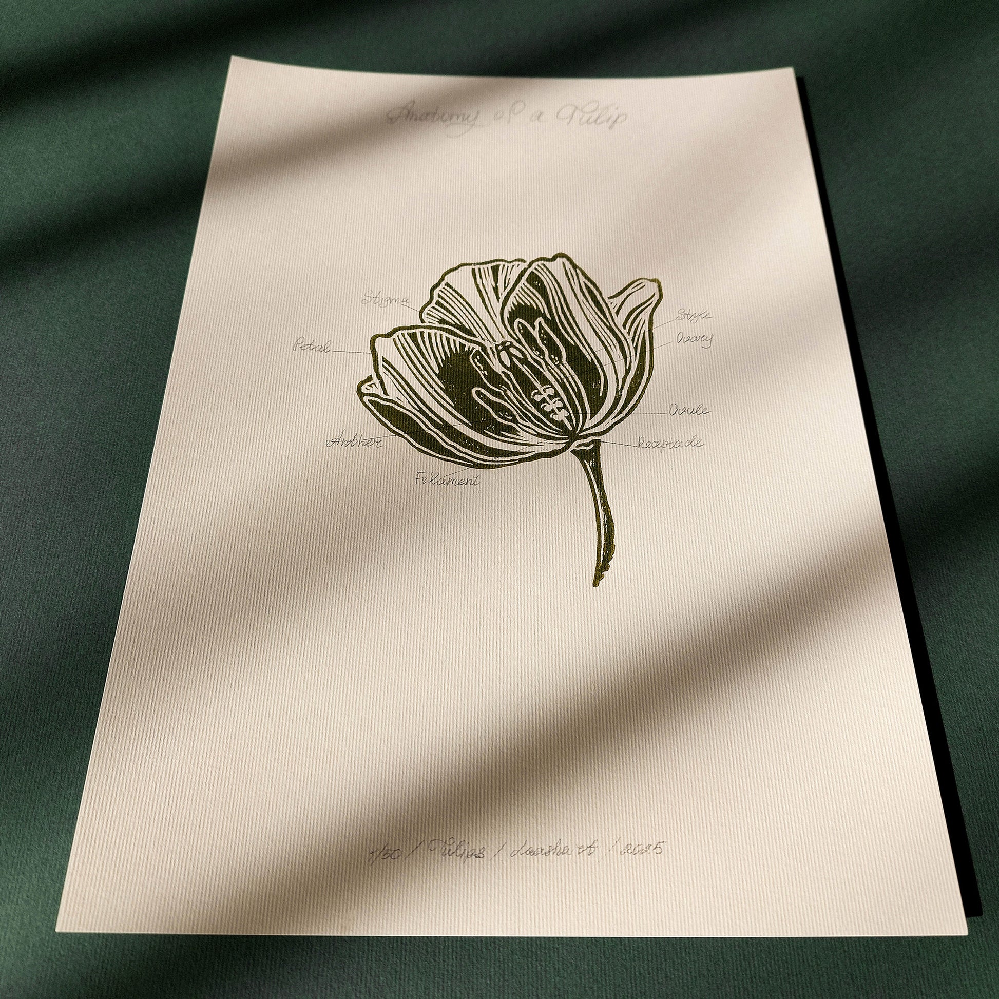 Vintage anatomy of a Tulip flower linocut print Wall art decor daughter in law gift cottagecore wall art cottage core Botanical  bookshelf decor Block print Beige color Bedroom wall art bathroom print aunt gift anatomy of flowers Aesthetic wall art A4 Chateaucore