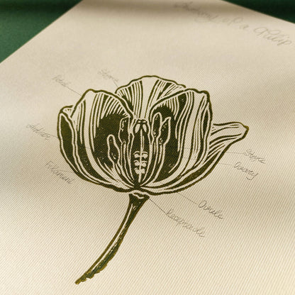 Vintage anatomy of a Tulip flower linocut print Wall art decor  new mom gift new job gift New home gift new grandma gift new apartment housewarming gift new apartment gift nature print nature lover gift mothers day gift ideas mothers day gift from daughter mothers day gift mother in law gift mom birthday gift Modern kitchen art Mid century modern long distance gift living room wall art minimalist Living room wall art Linoleum print laundry room decor inscription Housewarming gift hostess unique Chateaucore