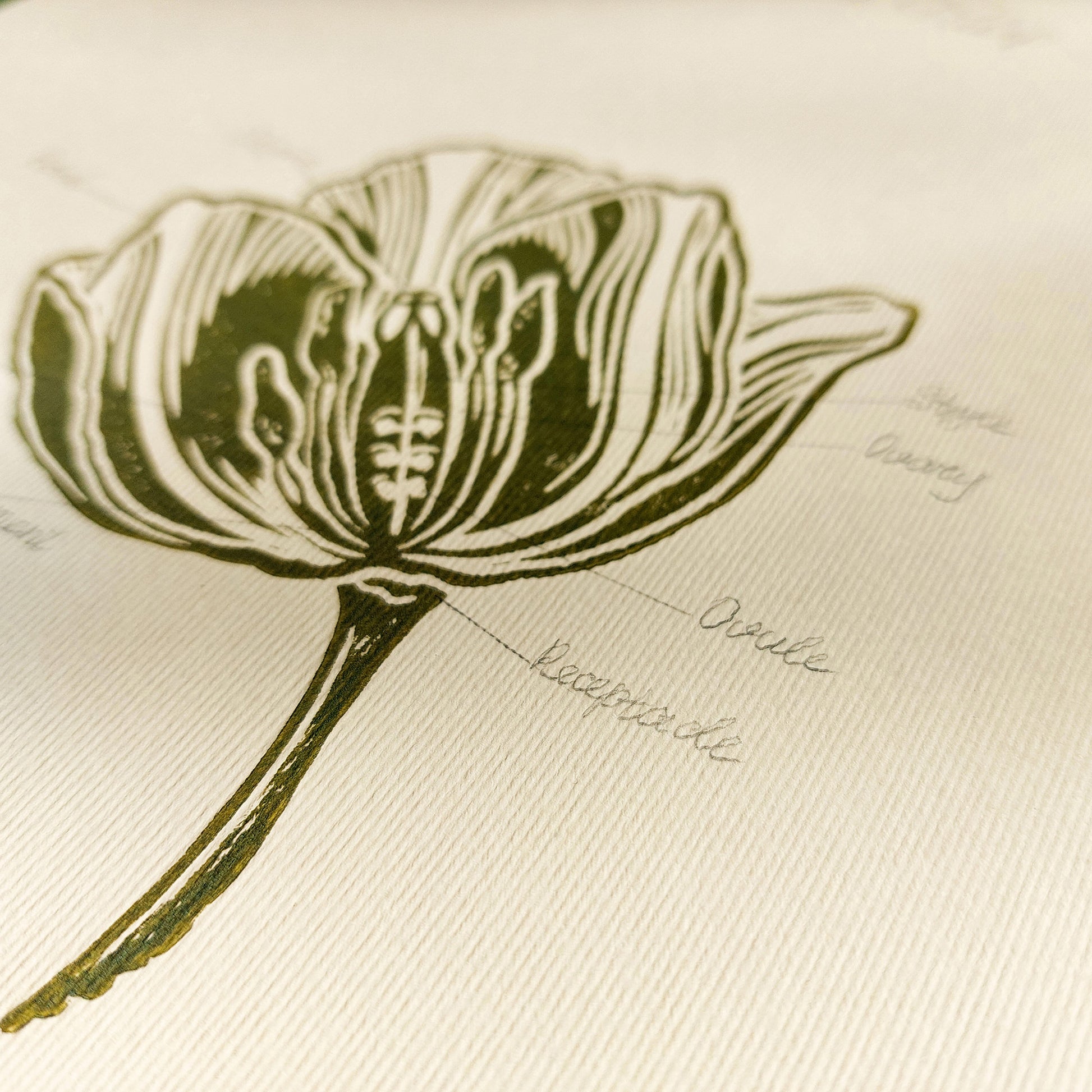 Vintage anatomy of a Tulip flower linocut print Wall art decor gift from aunt new mom gift new job gift New home gift new grandma gift new apartment housewarming gift new apartment gift nature print nature lover gift mothers day gift ideas mothers day gift from daughter mothers day gift mother in law gift mom birthday gift Modern kitchen art Mid century modern long distance gift living room wall art minimalist Living room wall art Linoleum print laundry room decor inscription Chateaucore