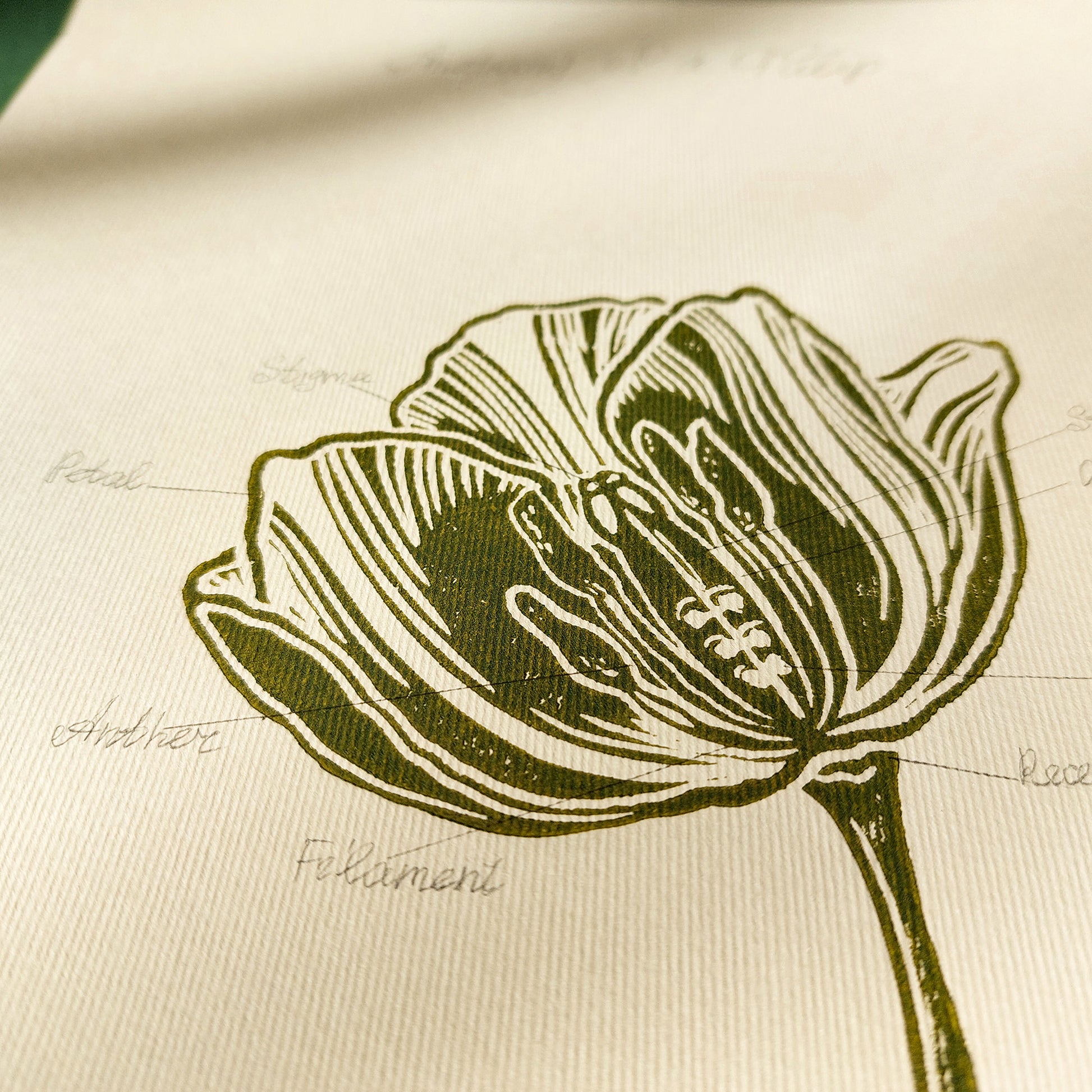 Vintage anatomy of a Tulip flower linocut print Wall art decor  original illustration original artwork one of a kind office wall decor nurse gift niece gift from aunt new mom gift new job gift New home gift new grandma gift new apartment housewarming gift new apartment gift nature print nature lover gift mothers day gift ideas mothers day gift from daughter mothers day gift mother in law gift mom birthday gift  Chateaucore