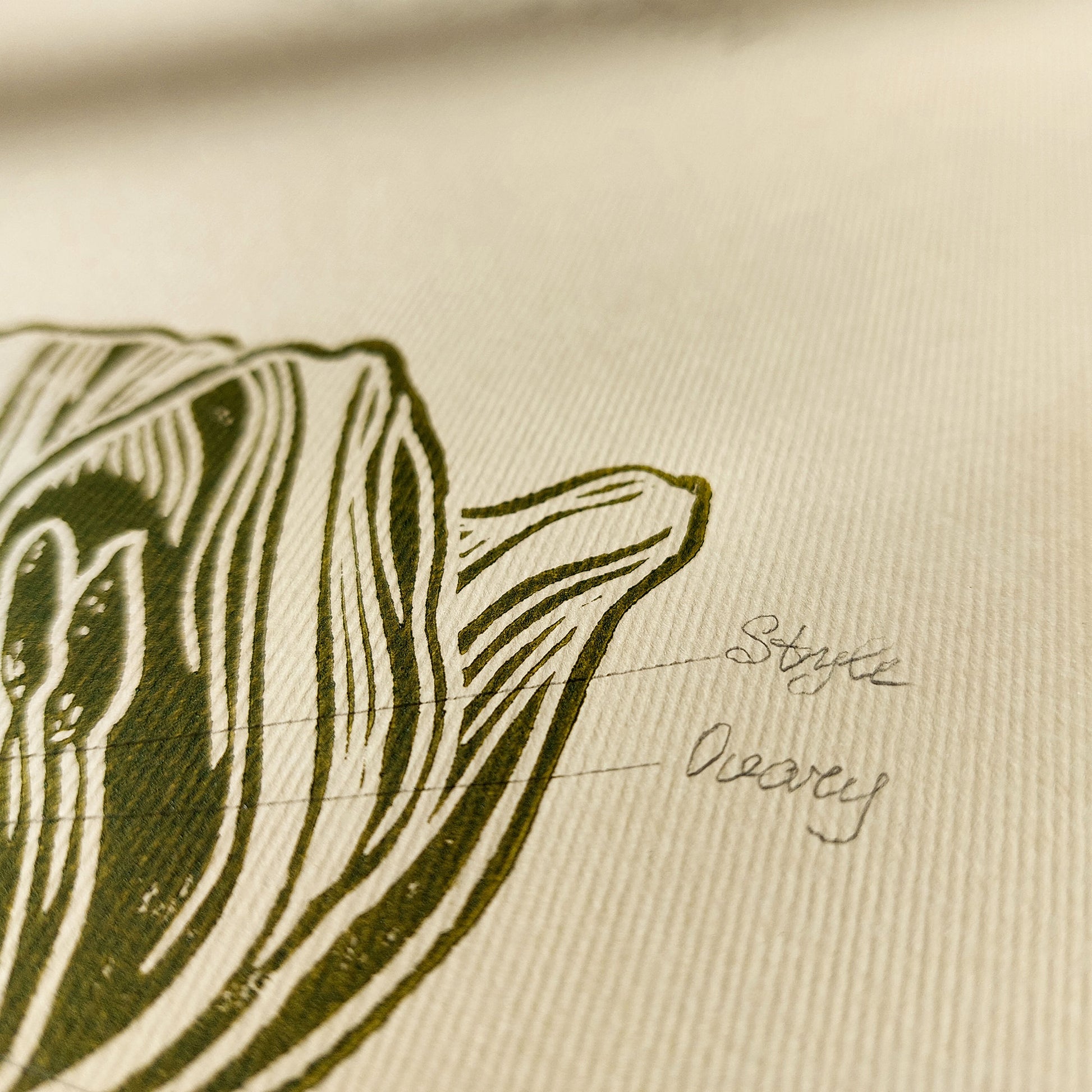 Vintage anatomy of a Tulip flower linocut print Wall art decor sign Chateaucore