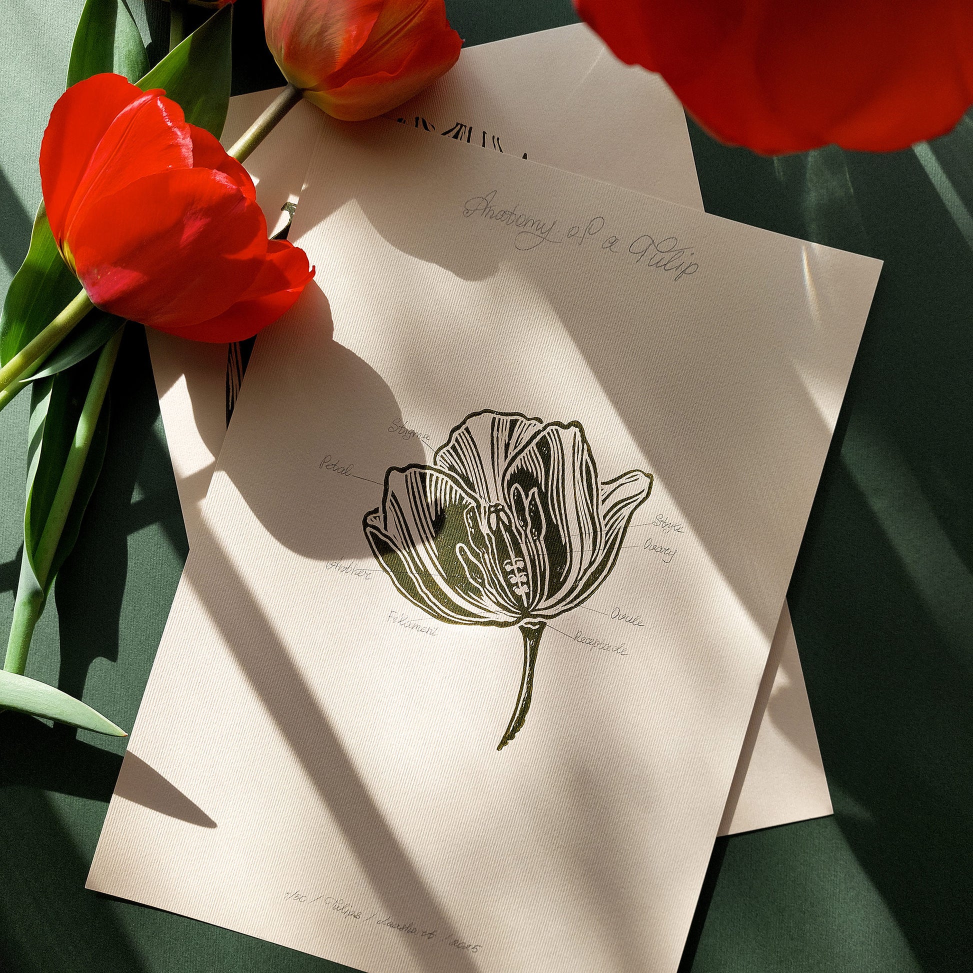 Vintage anatomy of a Tulip flower linocut print Wall art decor new mom gift new job gift New home gift new grandma gift new apartment housewarming gift new apartment gift nature print nature lover gift mothers day gift ideas mothers day gift from daughter mothers day gift mother in law gift mom birthday gift Modern kitchen art Mid century modern long distance gift living room wall art minimalist Living room wall art Linoleum print laundry room inscription Housewarming gift hostess Chateaucore unique
