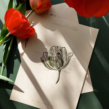 Vintage anatomy of a Tulip flower linocut print Wall art decor new mom gift new job gift New home gift new grandma gift new apartment housewarming gift new apartment gift nature print nature lover gift mothers day gift ideas mothers day gift from daughter mothers day gift mother in law gift mom birthday gift Modern kitchen art Mid century modern long distance gift living room wall art minimalist Living room wall art Linoleum print laundry room inscription Housewarming gift hostess Chateaucore unique