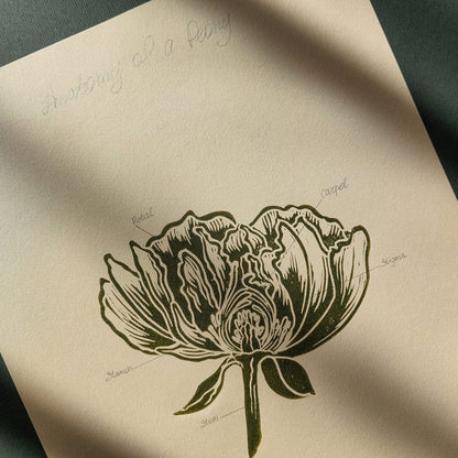 Vintage Anatomy Peony Flower Linocut Print Sage Green Botanical Original Artwork Chateaucore Bedroom Wall Art Decor Educational Nature Gift 
nature lover gift mothers day gift ideas mothers day gift from daughter mothers day gift mother in law gift mom birthday gift Modern kitchen art Mid century modern long distance gift living room wall art minimalist Living room wall art Linoleum print laundry room decor inscription Housewarming gift hostess gift home gift unique heirloom gift heilroom wall decor
