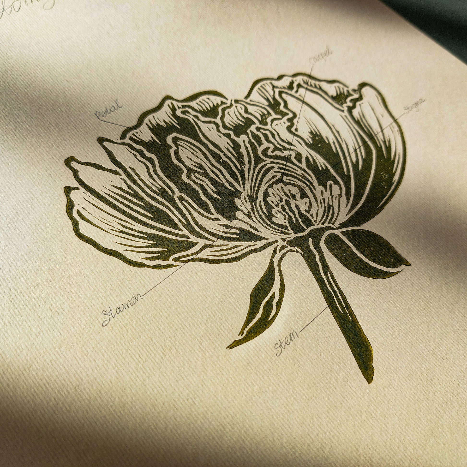 Vintage Anatomy Peony Flower Linocut Print Sage Green Botanical Original Artwork Chateaucore Bedroom Wall Art Decor Educational Nature Gift 
Dining Room Decor daughter in law gift cottagecore wall art cottage core Botanical &nbsp;bookshelf decor Block print Beige color Bedroom wall art bathroom print aunt gift anatomy of flowers Aesthetic wall art A4 chateaucore Linogravure Lino print flower wall hanging Vintage art unique wall art trendy thank you gift boss teacher appreciation gift Summer Spring wall art 