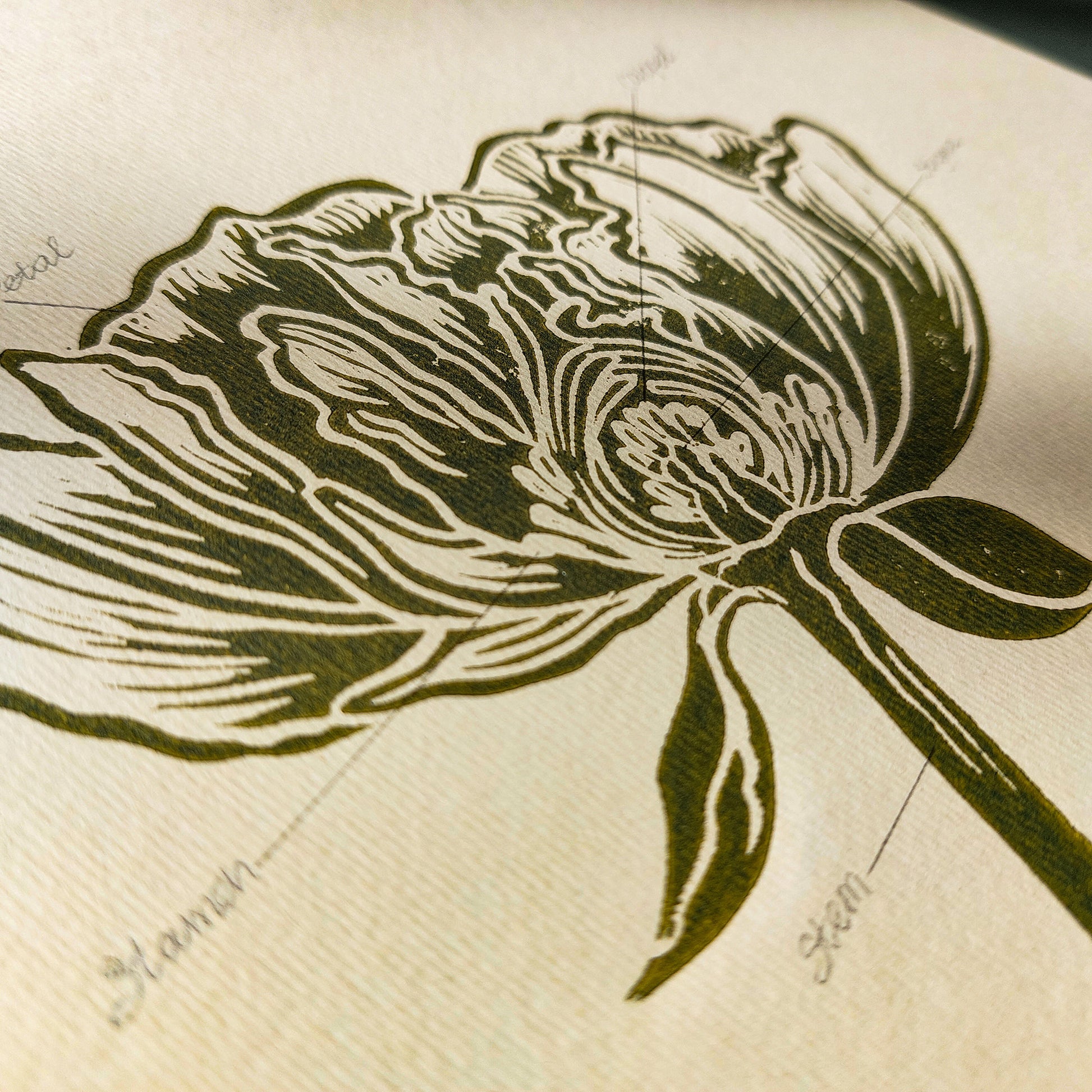 Vintage Anatomy Peony Flower Linocut Print Sage Green Botanical Original Artwork Chateaucore Bedroom Wall Art Decor Educational Nature Gift
New home gift new grandma gift new apartment housewarming gift new apartment gift nature print nature lover gift mothers day gift ideas mothers day gift from daughter mothers day gift mother in law gift mom birthday gift Modern kitchen art Mid century modern long distance gift living room wall art minimalist Living room wall art Linoleum print laundry room decor 