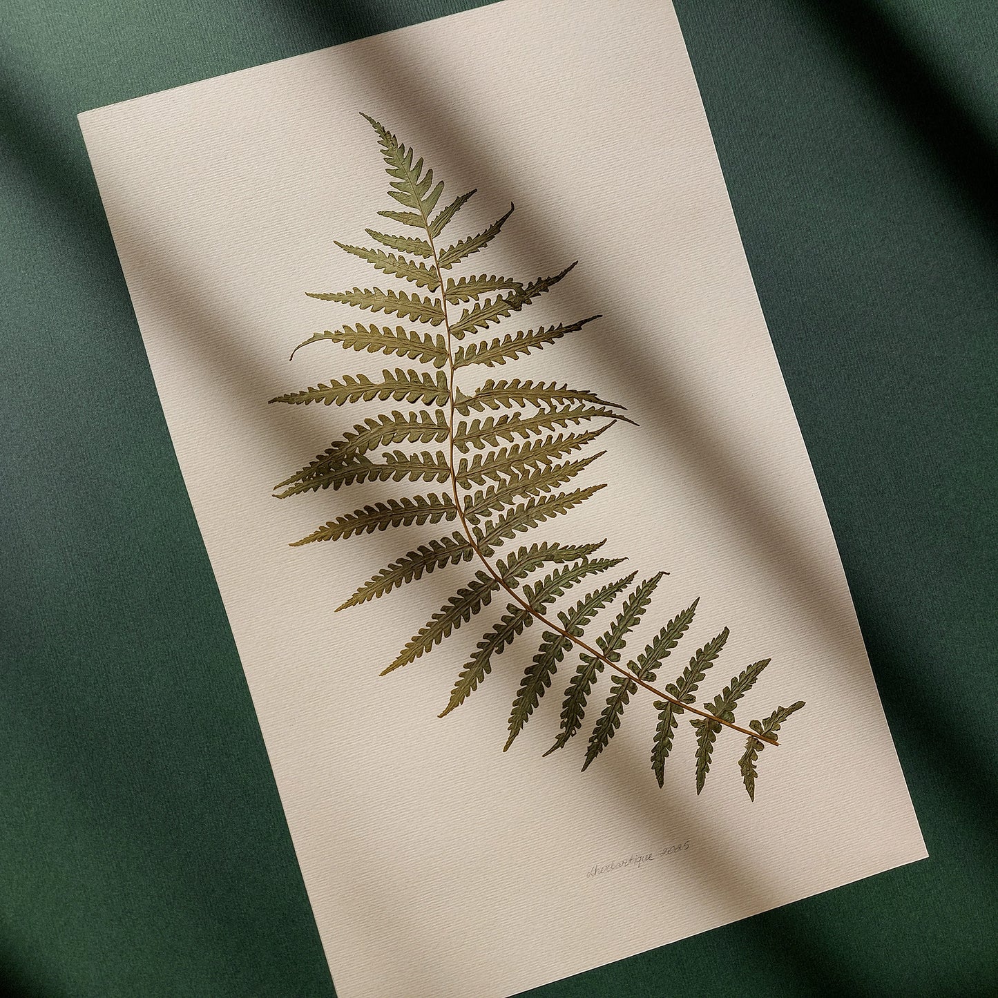 Minimalist Pressed Fern Leaf Plant Original Artwork Herbarium Living Room Foraged Wall Decor One of Kind Farm Thanksgiving Table Mother Gift dried 
botanical art, dorm room decor, diy gift, Dining Room Decor, daughter in law gift, cottagecore wall art, Botanical wall art, bookshelf decor, Bedroom wall art, aunt gift, Aesthetic wall art, office wall decor