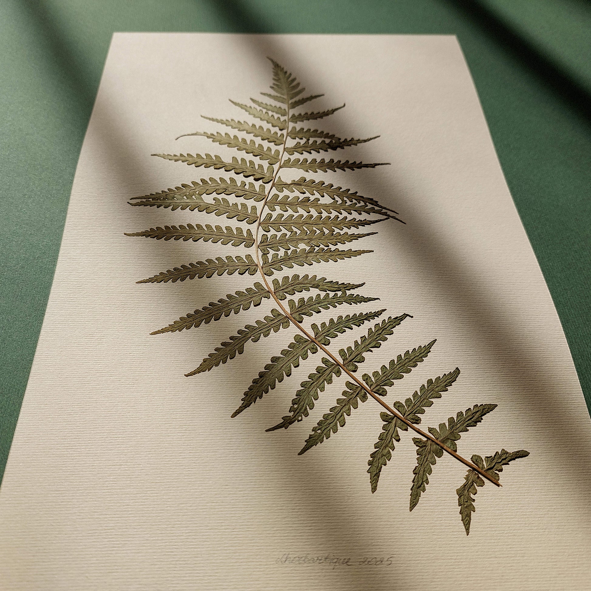 Minimalist Pressed Fern Leaf Plant Original Artwork Herbarium Living Room Foraged Wall Decor One of Kind Farm Thanksgiving Table Mother Gift dried
handmade gift for the home, grandmother gift, grandma gift, Autumn Entryway Decor, Thank You Gift going away gift for coworker, godparent gift, godmother gift, girlfriend gift, gift for the home, Warm Earth Tones Art, gift for best friend female