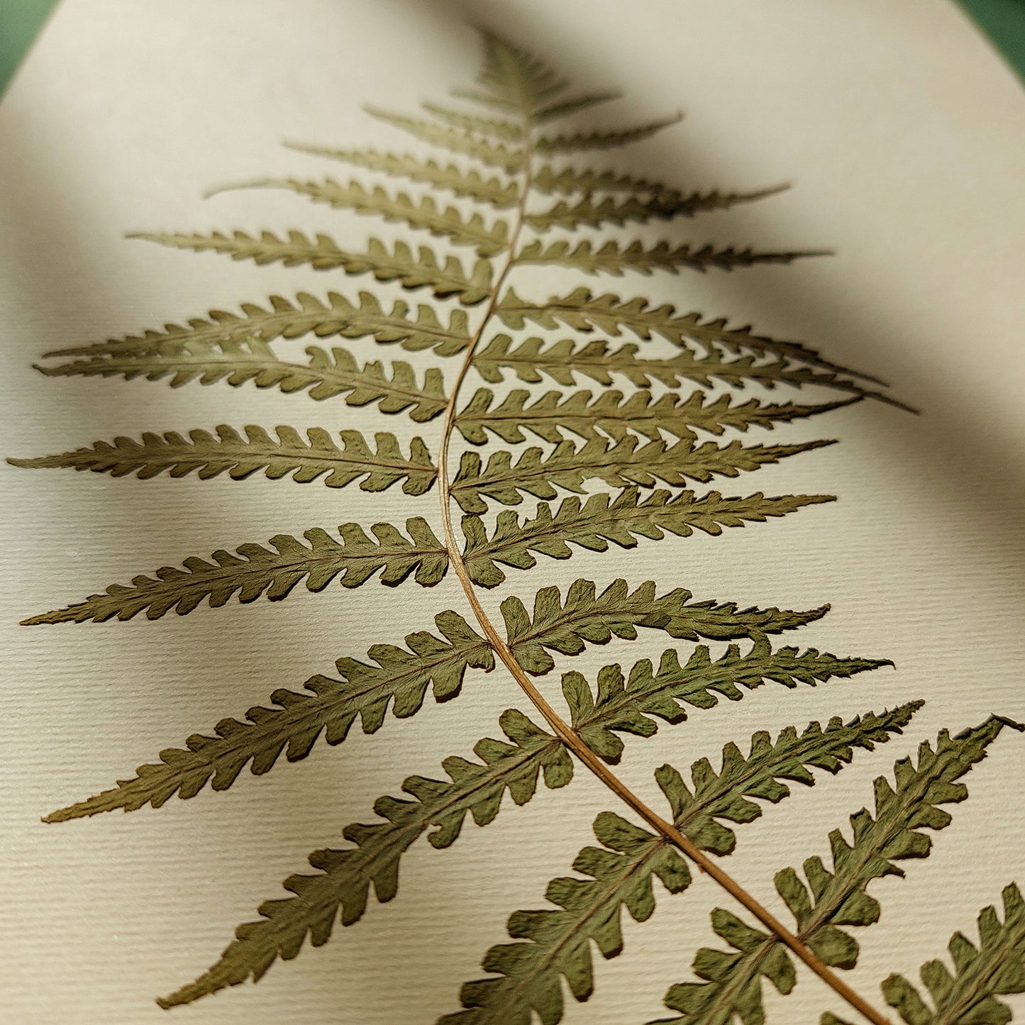 Minimalist Pressed Fern Leaf Plant Original Artwork Herbarium Living Room Foraged Wall Decor One of Kind Farm Thanksgiving Table Mother Gift dried unframed, Thanksgiving Gift, foraged wall art, Flower wall art, Floral wall art, Farmhouse wall decor, farm kitchen wall art, farm decor, easter gift, dried pressed flower art, dried flowers, Botanical Gratitude Art, dried botanical art, dorm room decor, diy gift, Dining Room Decor, daughter in law gift, cottagecore wall art, Botanical wall art, bookshelf decor