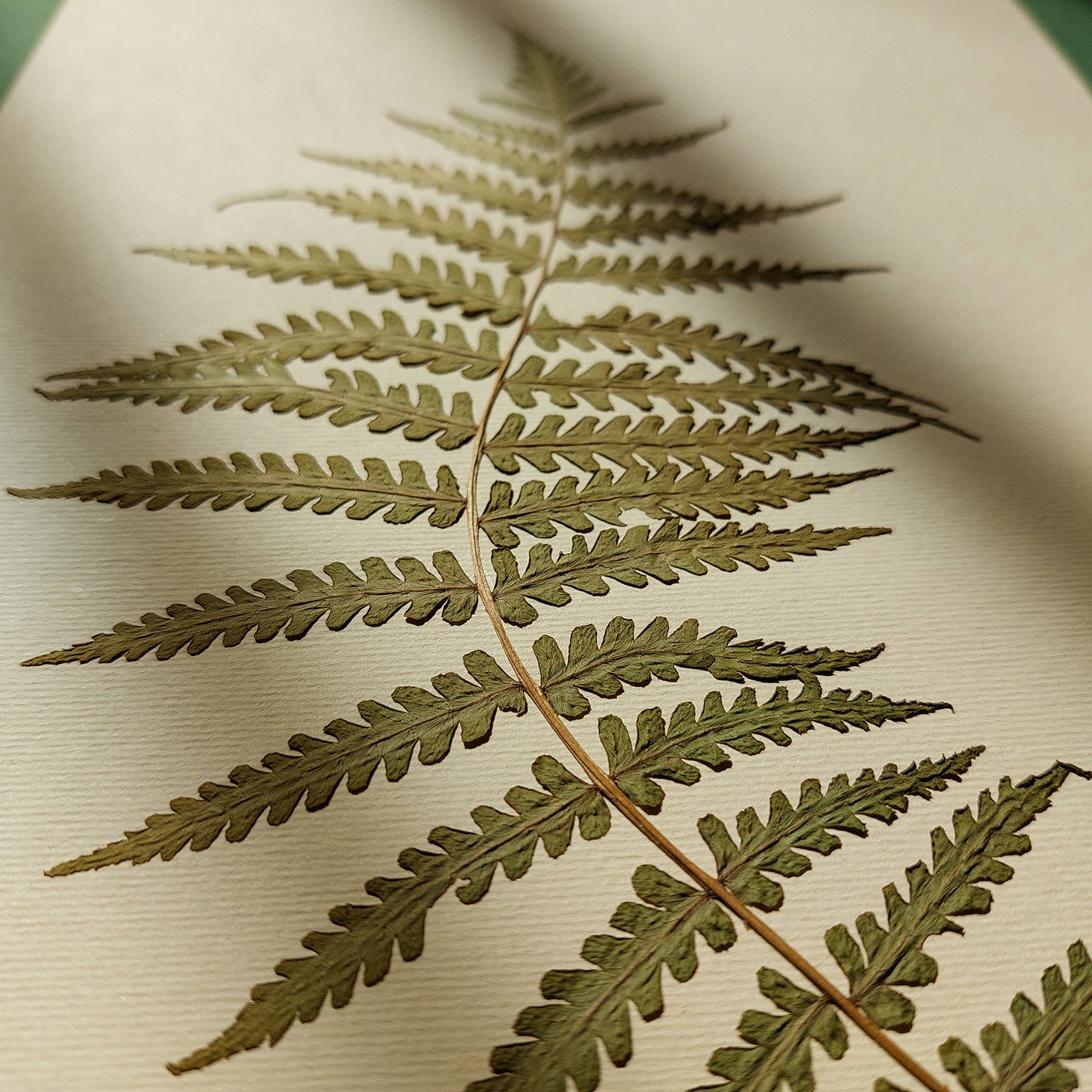 Minimalist Pressed Fern Leaf Plant Original Artwork Herbarium Living Room Foraged Wall Decor One of Kind Farm Thanksgiving Table Mother Gift dried unframed, Thanksgiving Gift, foraged wall art, Flower wall art, Floral wall art, Farmhouse wall decor, farm kitchen wall art, farm decor, easter gift, dried pressed flower art, dried flowers, Botanical Gratitude Art, dried botanical art, dorm room decor, diy gift, Dining Room Decor, daughter in law gift, cottagecore wall art, Botanical wall art, bookshelf decor