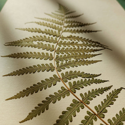 Minimalist Pressed Fern Leaf Plant Original Artwork Herbarium Living Room Foraged Wall Decor One of Kind Farm Thanksgiving Table Mother Gift dried unframed, Thanksgiving Gift, foraged wall art, Flower wall art, Floral wall art, Farmhouse wall decor, farm kitchen wall art, farm decor, easter gift, dried pressed flower art, dried flowers, Botanical Gratitude Art, dried botanical art, dorm room decor, diy gift, Dining Room Decor, daughter in law gift, cottagecore wall art, Botanical wall art, bookshelf decor