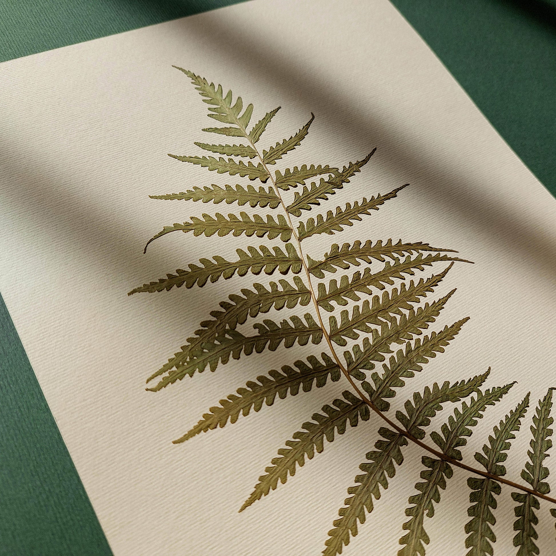 Minimalist Pressed Fern Leaf Plant Original Artwork Herbarium Living Room Foraged Wall Decor One of Kind Farm Thanksgiving Table Mother Gift dried wall hanging, unique wall art, trendy wall art, thank you gift boss, teacher appreciation gift, Summer wall art, Spring wall art, sister in law gift, shelf decor, self gift, rustic wall art, retirement gift, realtor closing gift, Back to School Teacher Gift, pressed plants art, pressed leaves art, Pressed flower art, Fall Gift for Her, Plant print, plant lover 