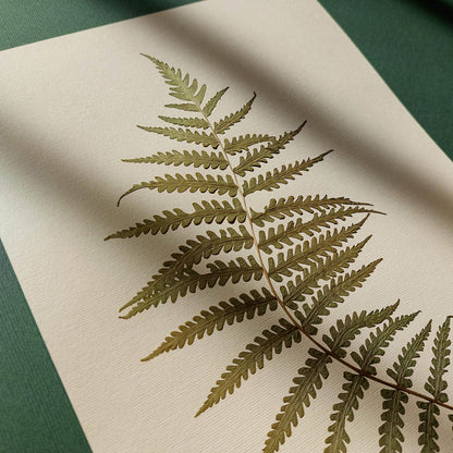 Minimalist Pressed Fern Leaf Plant Original Artwork Herbarium Living Room Foraged Wall Decor One of Kind Farm Thanksgiving Table Mother Gift dried wall hanging, unique wall art, trendy wall art, thank you gift boss, teacher appreciation gift, Summer wall art, Spring wall art, sister in law gift, shelf decor, self gift, rustic wall art, retirement gift, realtor closing gift, Back to School Teacher Gift, pressed plants art, pressed leaves art, Pressed flower art, Fall Gift for Her, Plant print, plant lover 