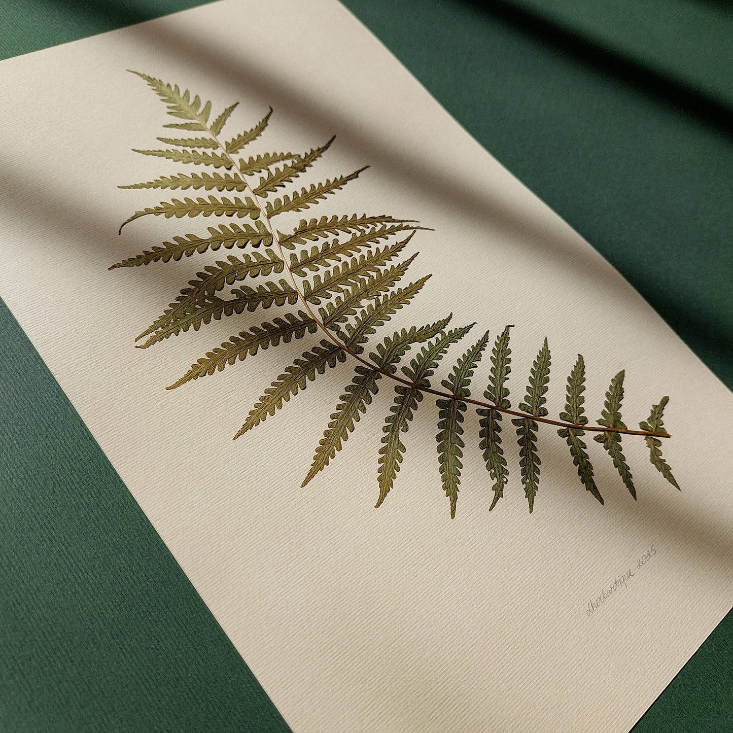 Minimalist Pressed Fern Leaf Plant Original Artwork Herbarium Living Room Foraged Wall Decor One of Kind Farm Thanksgiving Table Mother Gift dried Housewarming gift, hostess gift, home gift unique, Herbarium art, Gratitude Gift for Mentor, Coworker, Eco Friendly Thank You Gift, heirloom gift, gift for professor, handmade gift for women, handmade gift for the home, grandmother gift, grandma gift, Autumn Entryway Decor, Thank You Gift going away gift for coworker, godparent gift, godmother