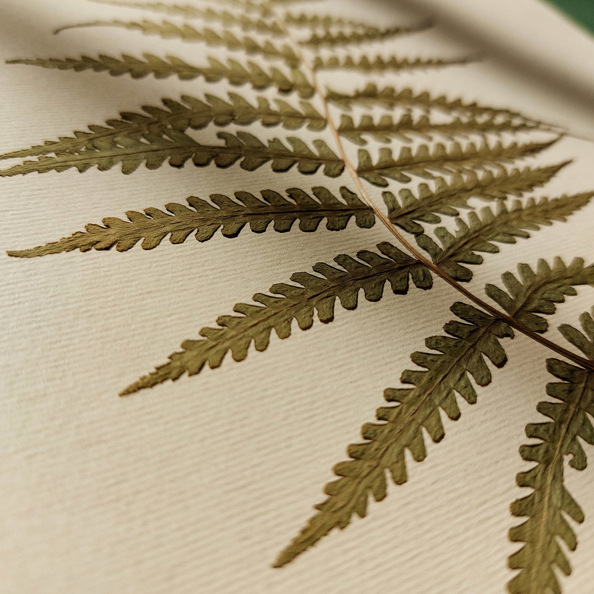 Minimalist Pressed Fern Leaf Plant Original Artwork Herbarium Living Room Foraged Wall Decor One of Kind Farm Thanksgiving Table Mother Gift dried 