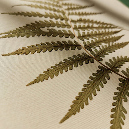Minimalist Pressed Fern Leaf Plant Original Artwork Herbarium Living Room Foraged Wall Decor One of Kind Farm Thanksgiving Table Mother Gift dried 