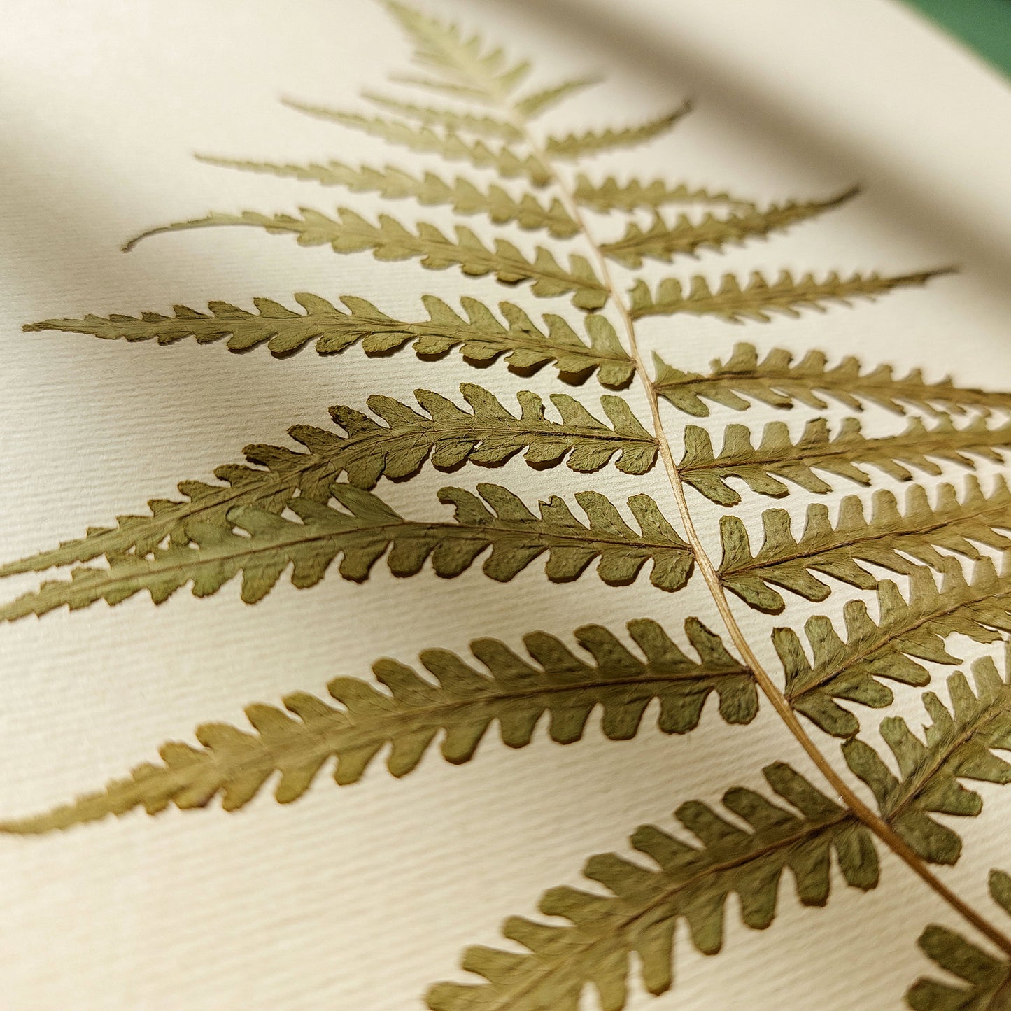 Minimalist Pressed Fern Leaf Plant Original Artwork Herbarium Living Room Foraged Wall Decor One of Kind Farm Thanksgiving Table Mother Gift dried christmas gift ideas, niece gift from aunt, new mom gift, handmade educational, new job gift, thoughtful teacher gift, Hostess Thank You Gift, New home gift, new grandma gift, Thoughtful Autumn Gift, new apartment housewarming gift, cozy fall decor, new apartment gift, nature wall art, Nature original art, nature lover gift