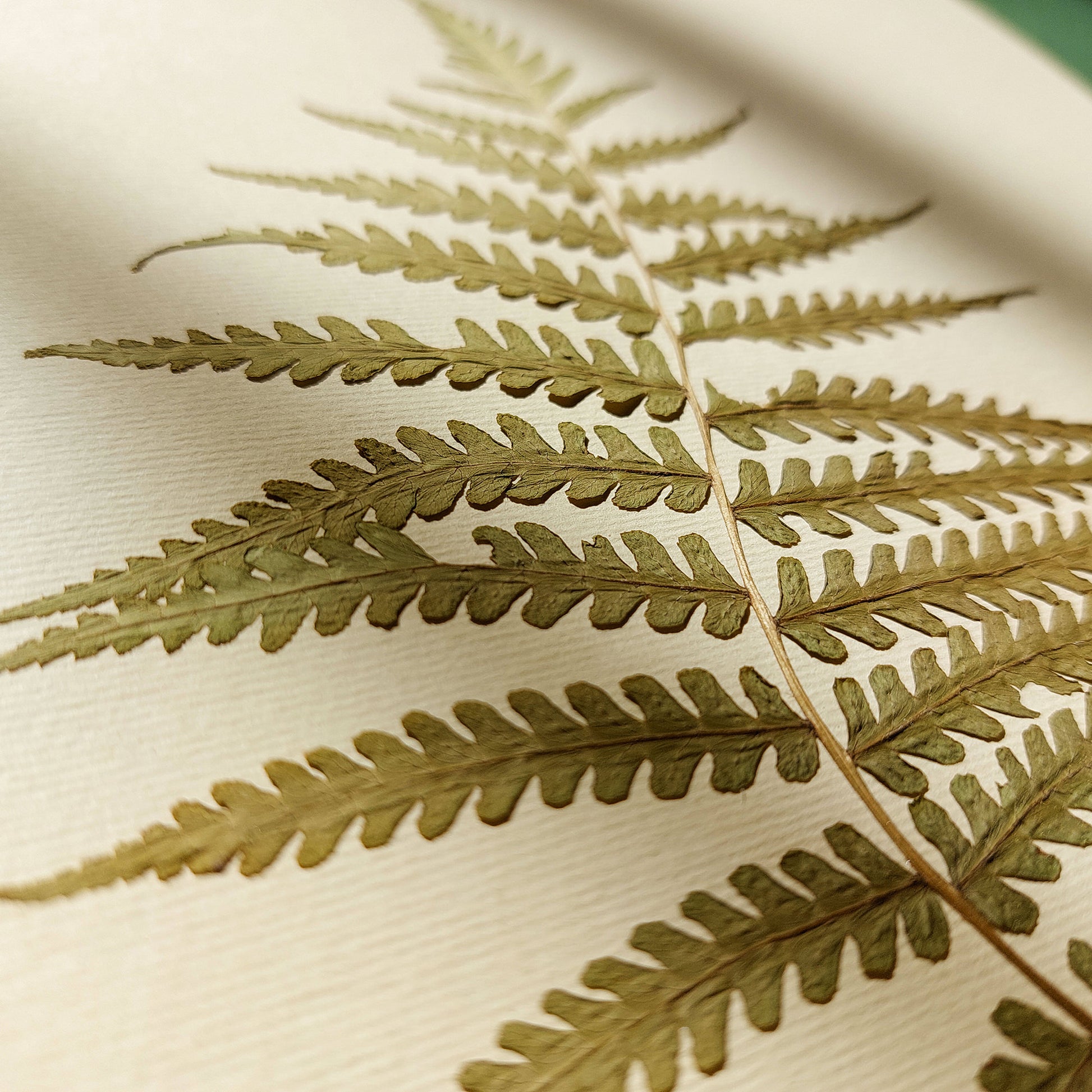 Minimalist Pressed Fern Leaf Plant Original Artwork Herbarium Living Room Foraged Wall Decor One of Kind Farm Thanksgiving Table Mother Gift dried christmas gift ideas, niece gift from aunt, new mom gift, handmade educational, new job gift, thoughtful teacher gift, Hostess Thank You Gift, New home gift, new grandma gift, Thoughtful Autumn Gift, new apartment housewarming gift, cozy fall decor, new apartment gift, nature wall art, Nature original art, nature lover gift