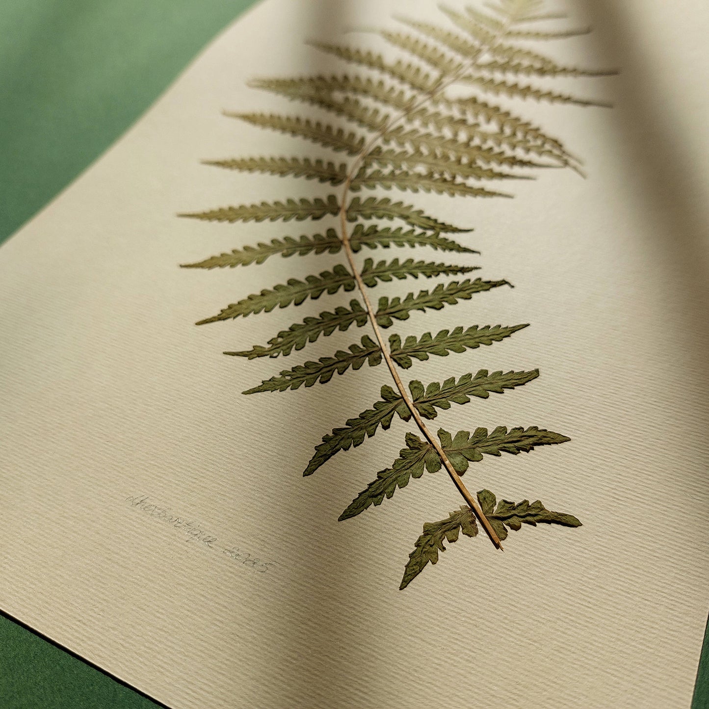 Minimalist Pressed Fern Leaf Plant Original Artwork Herbarium Living Room Foraged Wall Decor One of Kind Farm Thanksgiving Table Mother Gift dried mothers day gift ideas, mothers day gift from daughter, mothers day gift, mother in law gift, Handmade Seasonal Decor, mom birthday gift, Modern kitchen art, long distance gift, Gift to Say Thanks, Calm Holiday, living room wall art minimalist, Living room wall art, laundry room decor, kitchen wall art, Xmas, nature art educators, Thankful Wall Decor
