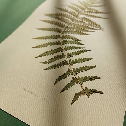 Minimalist Pressed Fern Leaf Plant Original Artwork Herbarium Living Room Foraged Wall Decor One of Kind Farm Thanksgiving Table Mother Gift dried mothers day gift ideas, mothers day gift from daughter, mothers day gift, mother in law gift, Handmade Seasonal Decor, mom birthday gift, Modern kitchen art, long distance gift, Gift to Say Thanks, Calm Holiday, living room wall art minimalist, Living room wall art, laundry room decor, kitchen wall art, Xmas, nature art educators, Thankful Wall Decor