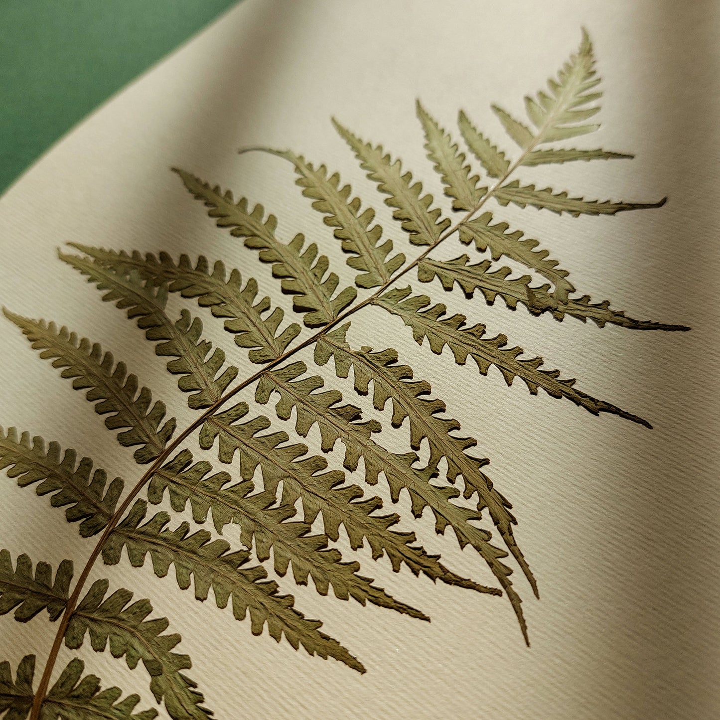 Minimalist Pressed Fern Leaf Plant Original Artwork Herbarium Living Room Foraged Wall Decor One of Kind Farm Thanksgiving Table Mother Gift dried
Gift to Say Thanks, Calm Holiday, living room wall art minimalist, Living room wall art, laundry room decor, kitchen wall art, Xmas, nature art educators, Thankful Wall Decor, Housewarming gift, hostess gift, home gift unique, Herbarium art, Gratitude Gift for Mentor, Coworker, Eco Friendly Thank You Gift, heirloom gift, gift for professor, handmade gift women