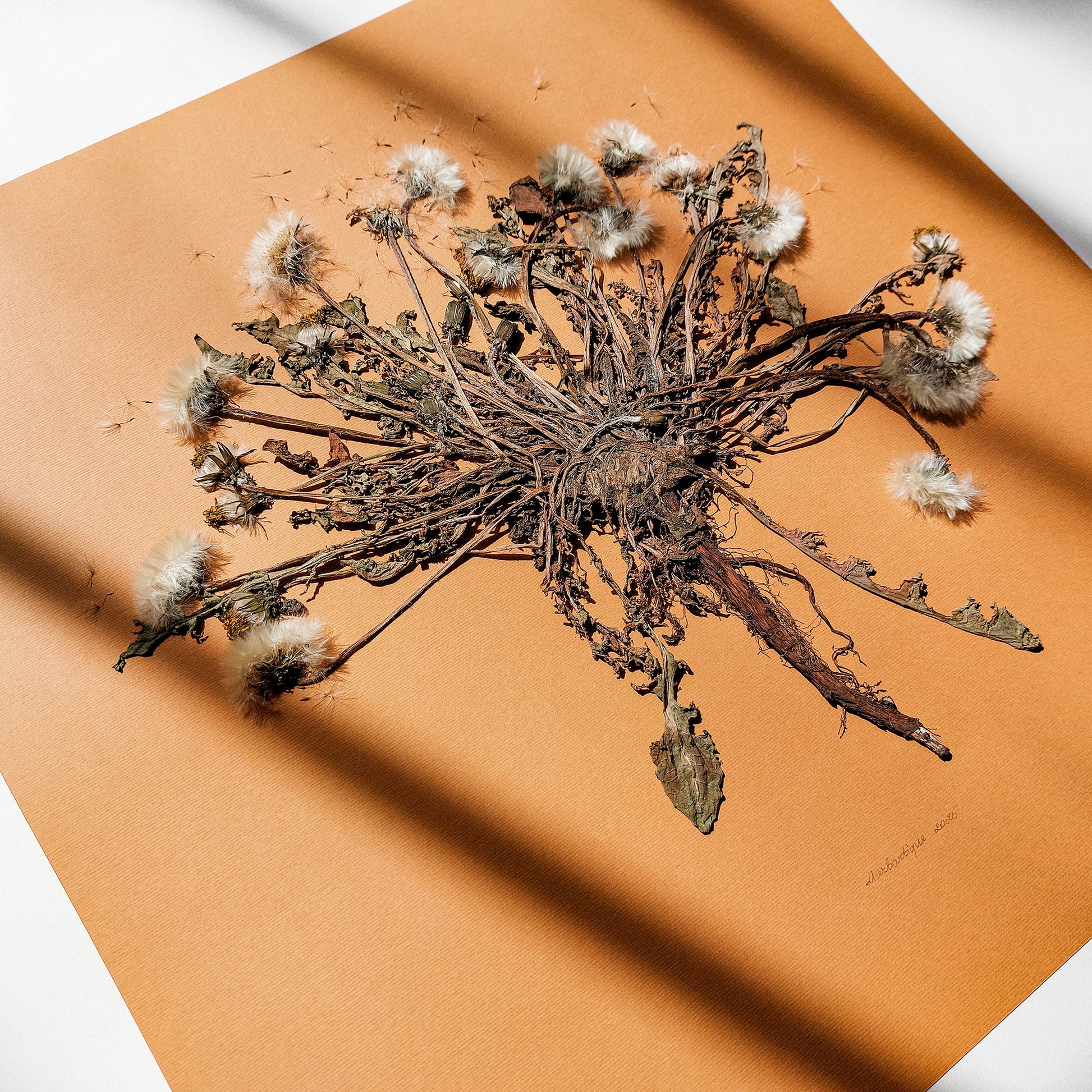 Neutral beige large dandelion dried flowers and plant Wall hanging decor unique wall art, trendy wall art, thank you gift boss, teacher appreciation gift, Summer wall art, Spring wall art, sister in law gift, shelf decor, self gift, rustic wall art, retirement gift, realtor closing gift, Back to School Teacher Gift, pressed plants art, pressed leaves art, Pressed flower art, Fall Gift for Her, Plant print, plant lover gift, original artwork, one of a kind, nurse gift, christmas gift ideas, niece gift 