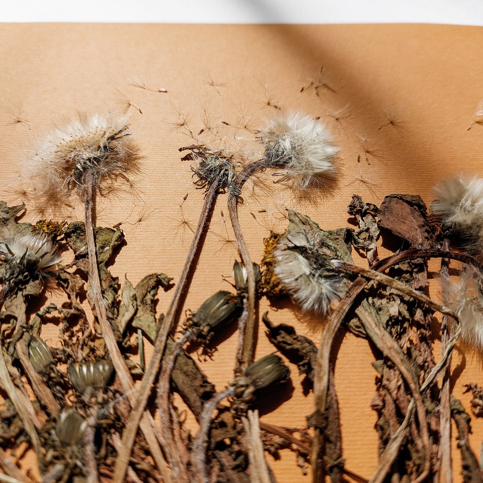 Neutral beige large dandelion dried flowers and plant Wall hanging decor christmas gift ideas, niece gift from aunt, new mom gift, handmade educational, new job gift, thoughtful teacher gift, Hostess Thank You Gift, New home gift, new grandma gift, Thoughtful Autumn Gift, new apartment housewarming gift, cozy fall decor, new apartment gift, nature wall art, Nature original art, nature lover gift, mothers day gift ideas, mothers day gift from daughter, mothers day gift