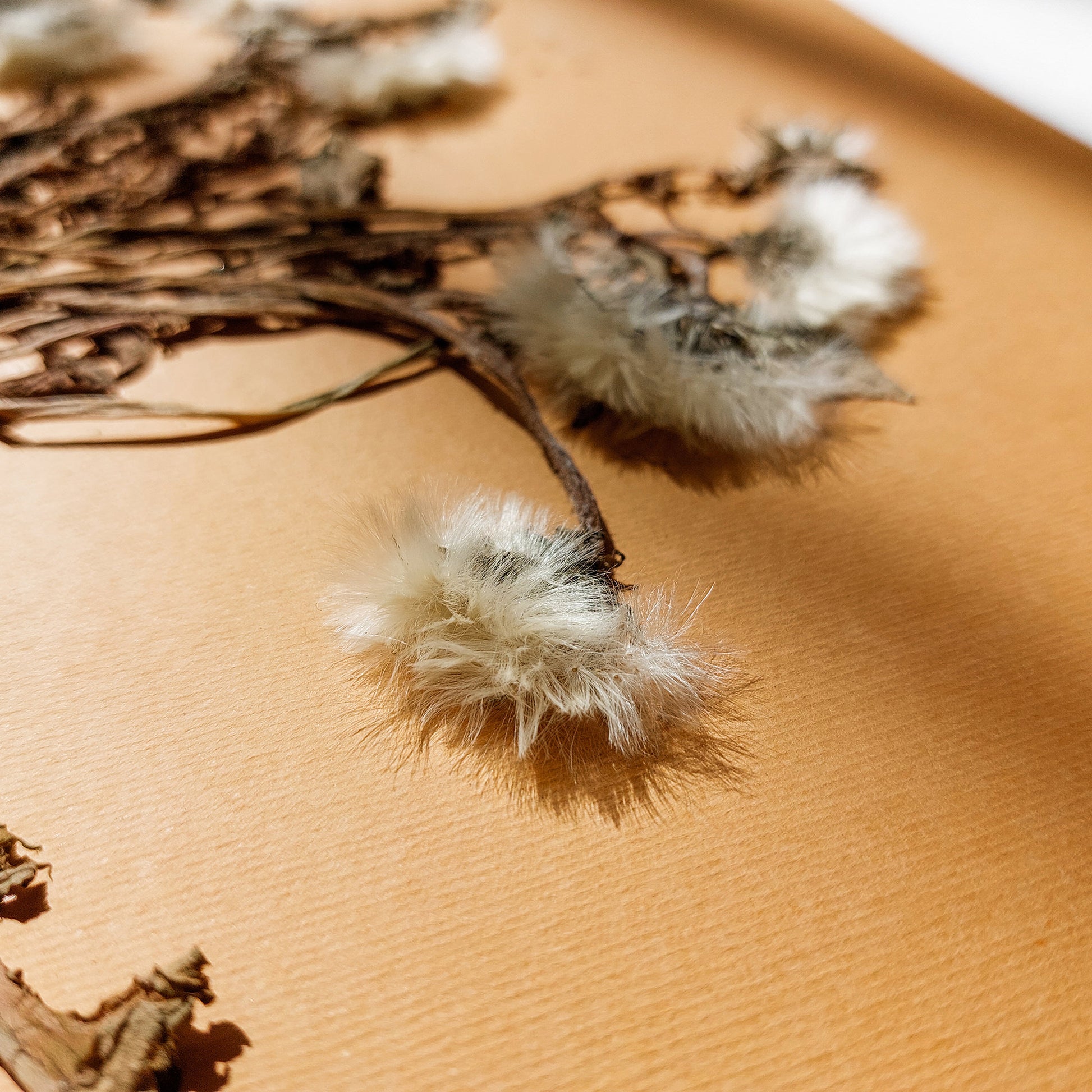 Neutral beige large dandelion dried flowers and plant Wall hanging decor
