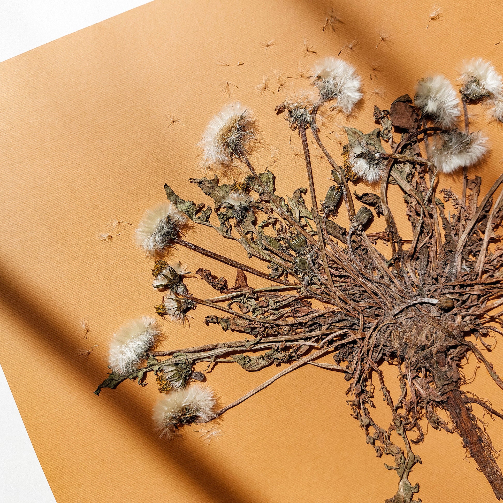 Neutral beige large dandelion dried flowers and plant Wall hanging decor grandmother gift, grandma gift, Autumn Entryway Decor, Thank You Gift going away gift for coworker, godparent gift, godmother gift, girlfriend gift, gift for the home, Warm Earth Tones Art, gift for best friend female, framed, Thanksgiving Gift, foraged wall art, Flower wall art, Floral wall art, Farmhouse wall decor, farm kitchen wall art, farm decor, easter gift, dried pressed flower art, dried flowers