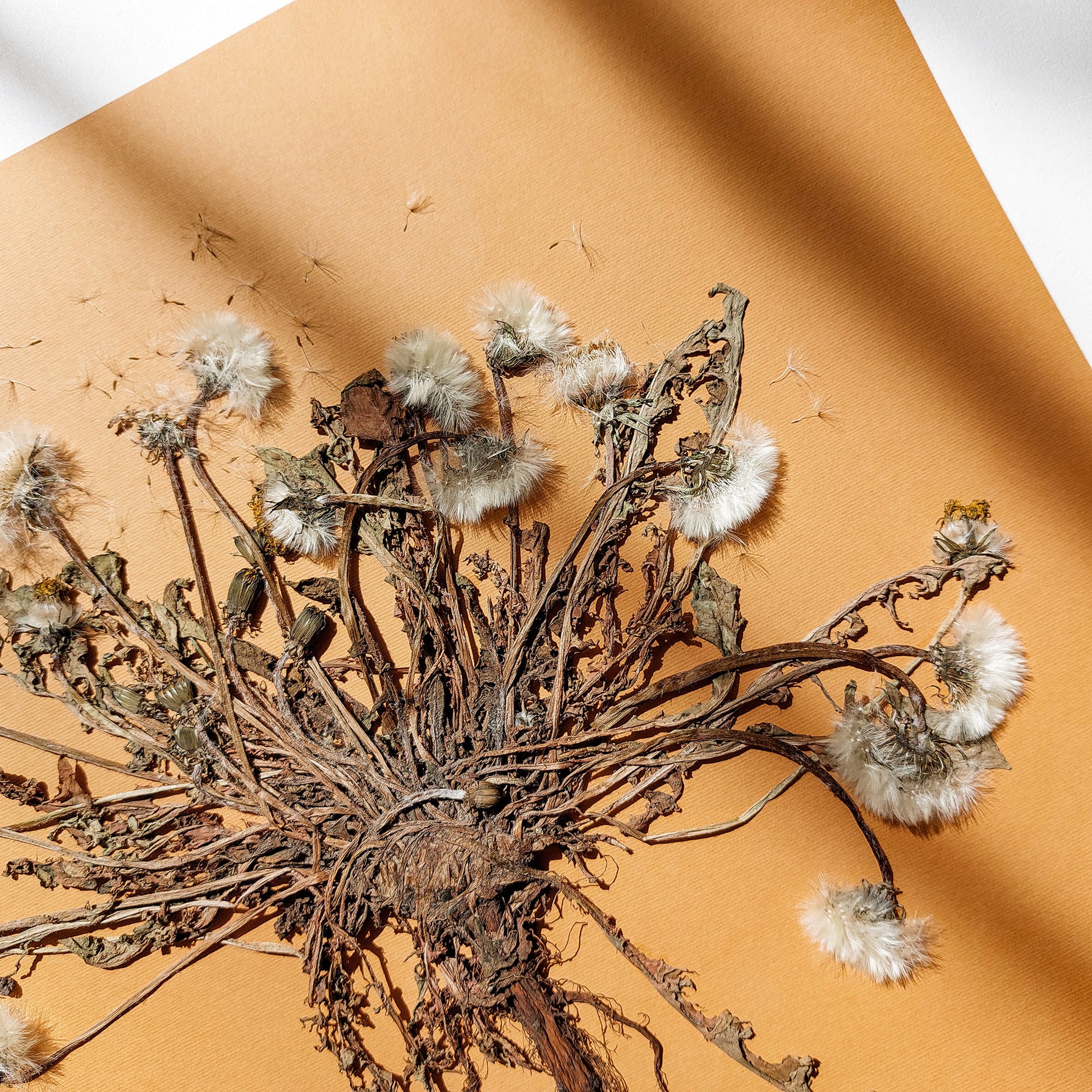 Neutral beige large dandelion dried flowers and plant Wall hanging decor   dried pressed flower art, dried flowers, Botanical Gratitude Art, dried botanical art, dorm room decor, diy gift, Dining Room Decor, daughter in law gift, cottagecore wall art, Botanical wall art, bookshelf decor, Bedroom wall art, aunt gift, Aesthetic wall art, office wall decor