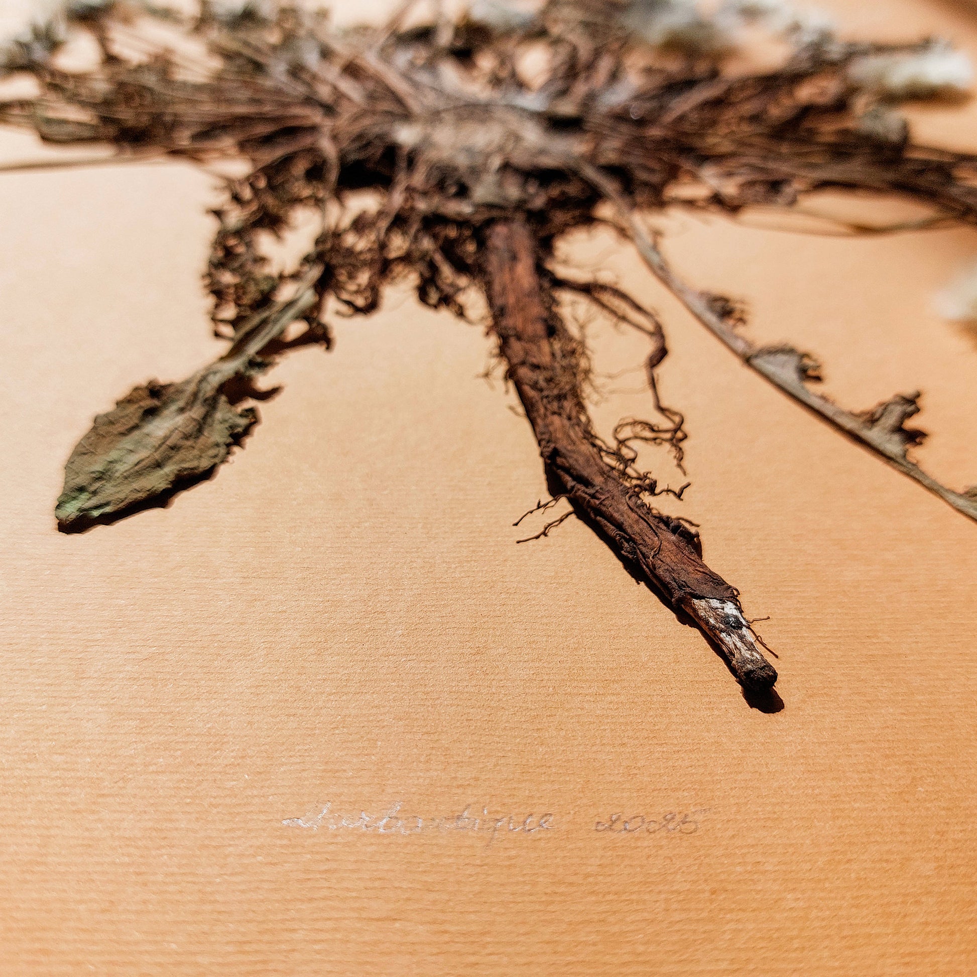 Neutral beige large dandelion dried flowers and plant Wall hanging decor