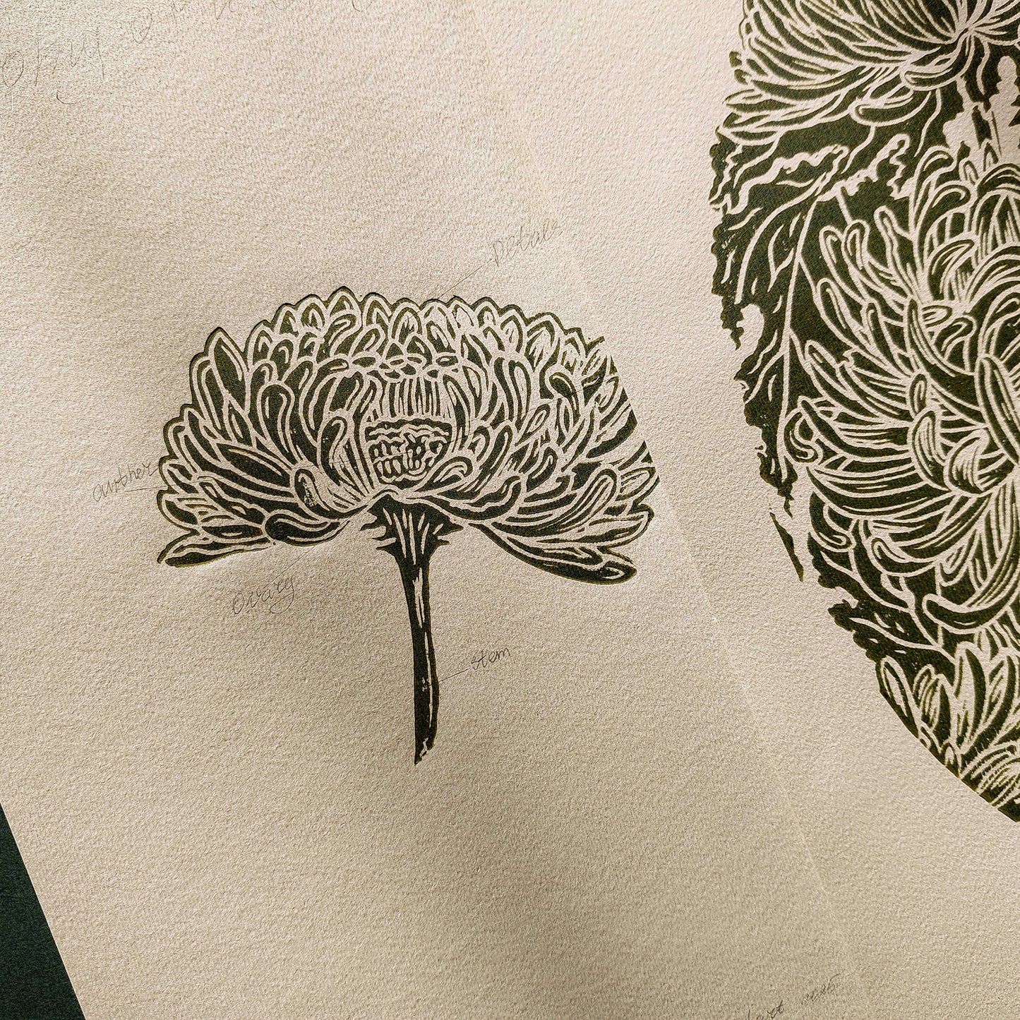 Vintage Anatomy Chrysanthemum Flowers Linocut Print Gallery Wall Set of 2 Cottagecore Floral Original Artwork Kitchen Art Decor Mother  laundry room decor inscription Housewarming gift hostess gift home gift unique heirloom gift heilroom wall decor handmade gift for women handmade gift for the home grandmother gift grandma gift going away gift for coworker godparent gift godmother gift girlfriend gift gift for the home gift for best friend female 