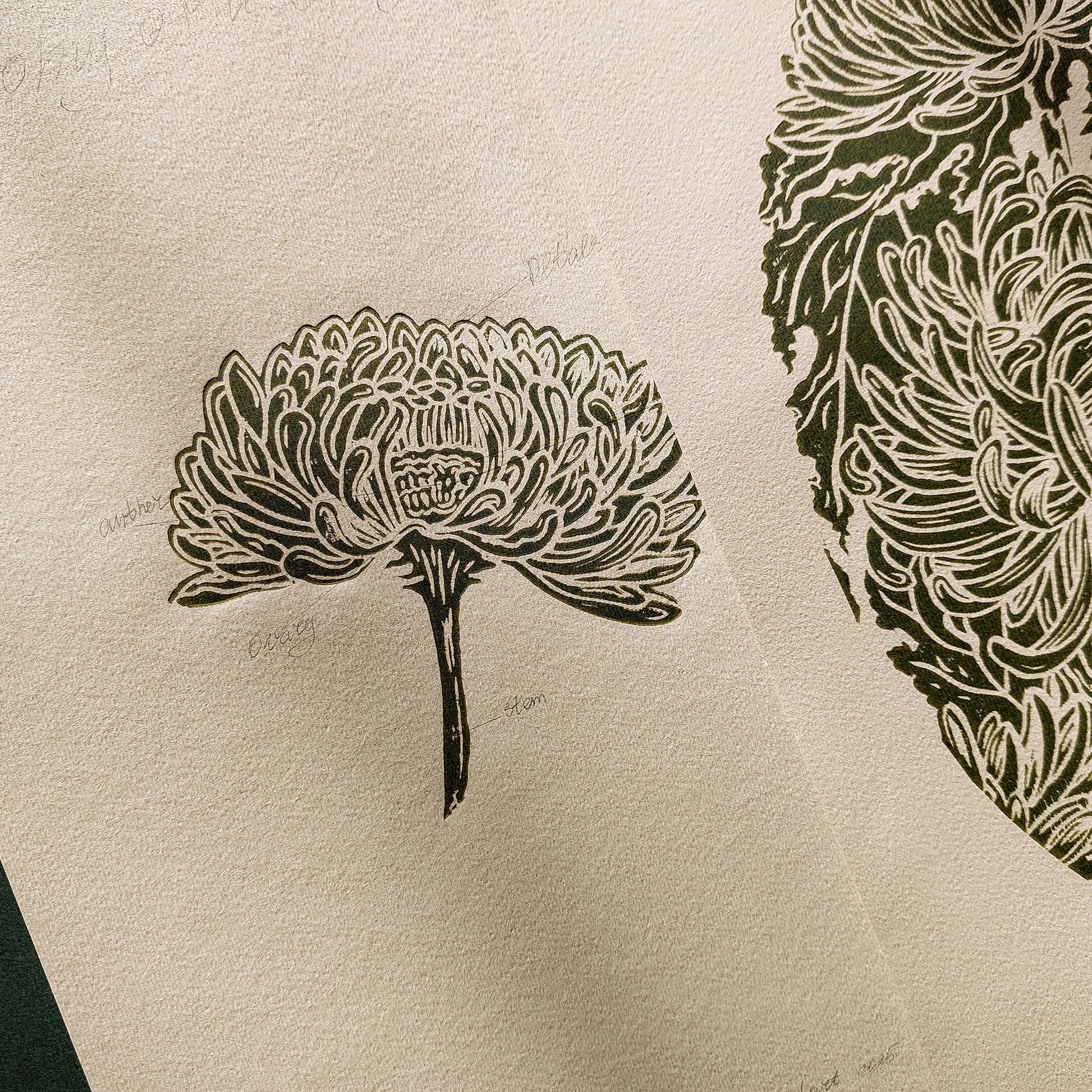 Vintage Anatomy Chrysanthemum Flowers Linocut Print Gallery Wall Set of 2 Cottagecore Floral Original Artwork Kitchen Art Decor Mother  laundry room decor inscription Housewarming gift hostess gift home gift unique heirloom gift heilroom wall decor handmade gift for women handmade gift for the home grandmother gift grandma gift going away gift for coworker godparent gift godmother gift girlfriend gift gift for the home gift for best friend female 