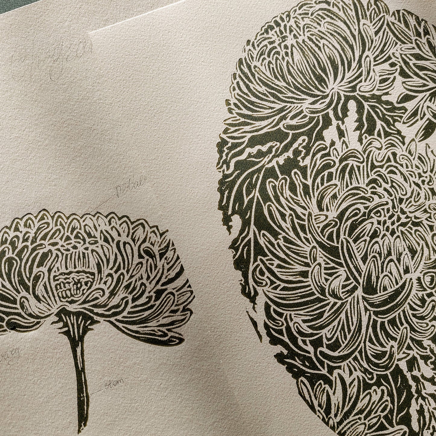 Vintage Anatomy Chrysanthemum Flowers Linocut Print Gallery Wall Set of 2 Cottagecore Floral Original Artwork Kitchen Art Decor Mother  apartment housewarming gift new apartment gift nature print nature lover gift mothers day gift ideas mothers day gift from daughter mothers day gift mother in law gift mom birthday gift Modern kitchen art Mid century modern long distance gift living room wall art minimalist Living room wall art Linoleum print laundry room decor inscription Housewarming gift hostess gift hom