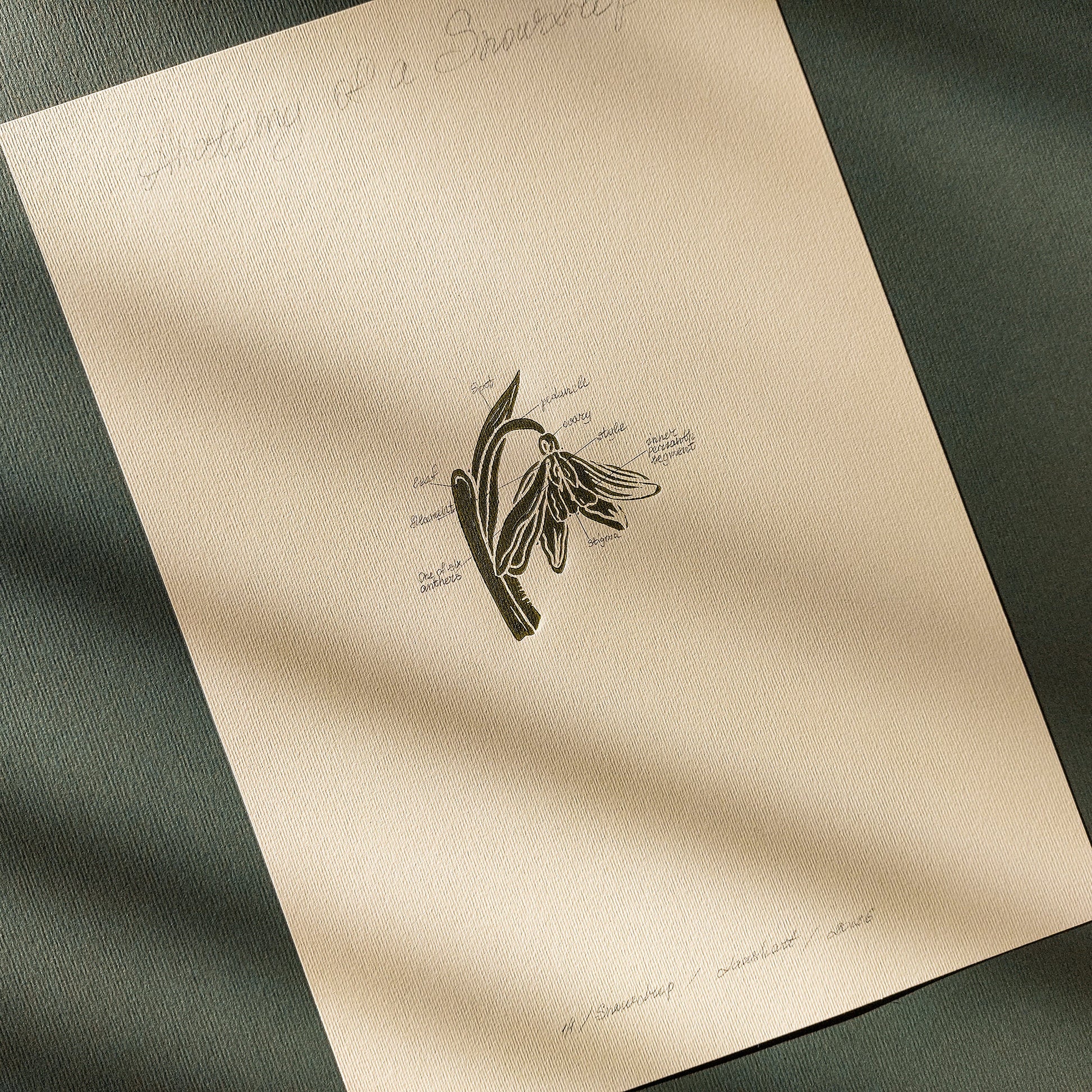 Vintage Anatomy Snowdrop Flower Linocut Print Original Wall Art Chateaucore Relief Handprint Quiet Luxury Study Decor Nature Mom Lover
Floral wall art Engraving, ACADEMIC, INTELLECTUAL AESTHETICS, bedside wall decor, dark academia wall art, light academia, classical illustration, literary art, vintage book, Farmhouse wall decor farm kitchen wall art entryway wall art meditation corner wall art, dorm room decor diy gift Dining Room Decor daughter in law gift cottagecore wall art cottage core Botanical