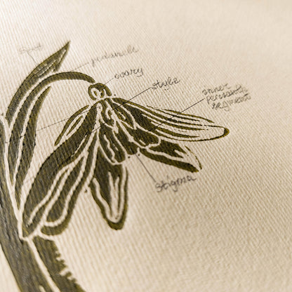 Sage green vintage flower anatomy snowdrop rustic linocut print original artwork chateaucore relief handprint quiet luxury study room decor nature linogravure mom gift ideas floral lino minimalist botanical sage green color staircase valentine hostess printmaking bedroom mother grandmother living home office workspace handmade educational farm retro dining entryway kitchen dorm wife woman sister godmother apartment Present Gratitude Professor powder guest room farmhouse new beginnings