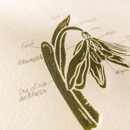 Vintage Anatomy Snowdrop Flower Linocut Print Original Wall Art Chateaucore Relief Handprint Quiet Luxury Study Decor Nature Mom Lover 
still life, study room wall art, hearth and home, gallery wall hallway, Modern kitchen art Mid century modern long distance gift living room wall art minimalist Living room wall art Linoleum print laundry room decor inscription above bed wall art, pantry wall decor, Housewarming gift hostess gift home gift unique heirloom gift heilroom wall decor handmade gift for women