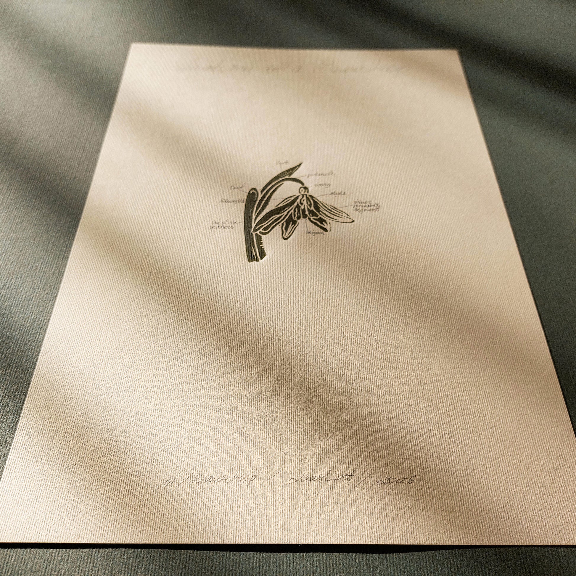 Vintage Anatomy Snowdrop Flower Linocut Print Original Wall Art Chateaucore Relief Handprint Quiet Luxury Study Decor Nature Mom Lover
Printmaking art plant lover gift original illustration original artwork one of a kind office wall decor nurse gift niece gift from aunt new mom gift new job gift great room wall decor, cozy living space art, primary bedroom art, entryway wall decor, staircase wall decor, retro dining area, New home gift new grandma gift new apartment moody, quiet luxury, soft neutral