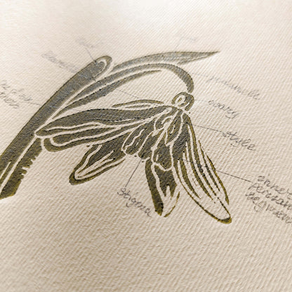 Vintage Anatomy Snowdrop Flower Linocut Print Original Wall Art Chateaucore Relief Handprint Quiet Luxury Study Decor Nature Mom Lover Gift
 apartment moody, quiet luxury, soft neutral, slow living, romantic vintage wall art, EUROPEAN SOUL, french countryside, scandinavian, nordic nature, housewarming gift new apartment gift nature print nature lover gift mothers day gift ideas mothers day gift from daughter workspace wall decor, mothers day gift forestcore wall art, woodland botanical print, herbalism