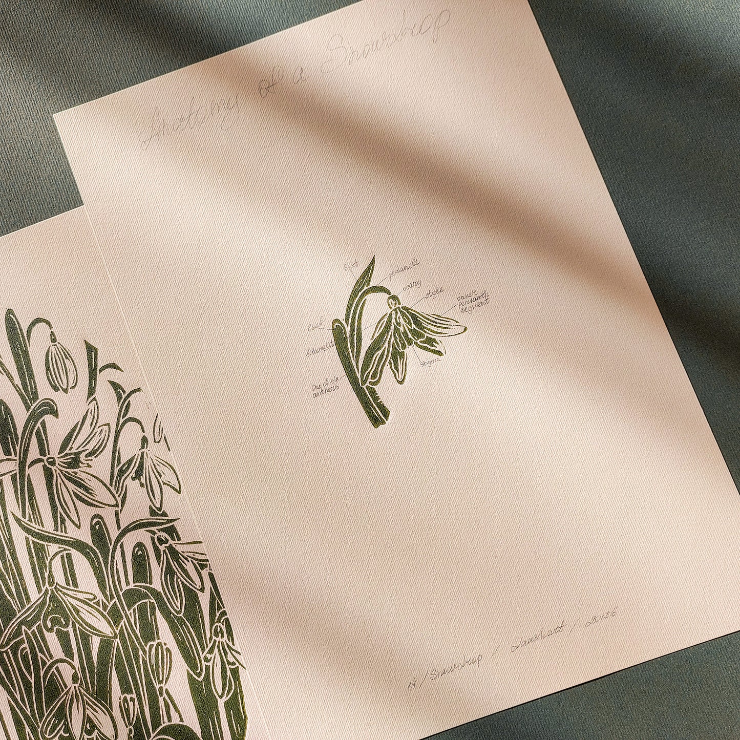 Gallery Wall Set 2 Vintage Anatomy Snowdrop Flowers Linocut Print Original Herb Botanical Artwork Bedroom Focal Point Art Decor Mother Gift
 dorm room decor diy gift Dining Room Decor daughter in law gift cottagecore wall art cottage core Botanical &nbsp;bookshelf decor Block print Beige color Bedroom wall art bathroom print aunt gift anatomy of flowers Aesthetic wall art yoga space wall decor, A4 chateaucore 