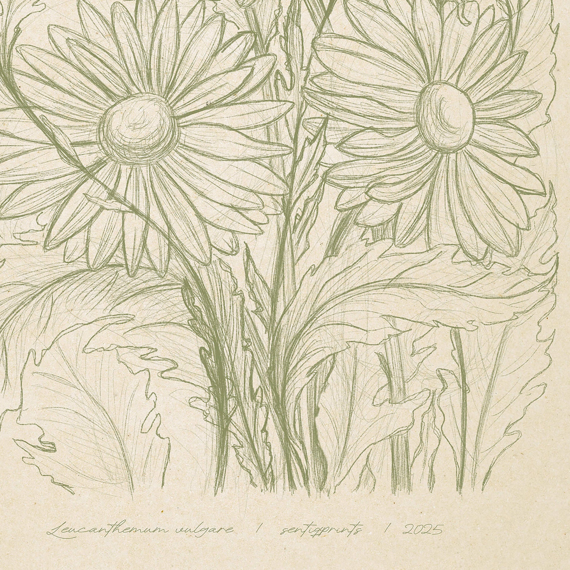 Antique hand drawn Daisy flowers Printable wall art Digital poster digital product, new mom gift, new job gift, digital poster, New home gift, new grandma gift, new apartment housewarming gift, new apartment gift, nature wall ar, nature lover gift, mothers day gift ideas, mothers day gift from daughter, mothers day gift, mother in law gift, mom birthday gift, Modern kitchen art, long distance gift, living room 
