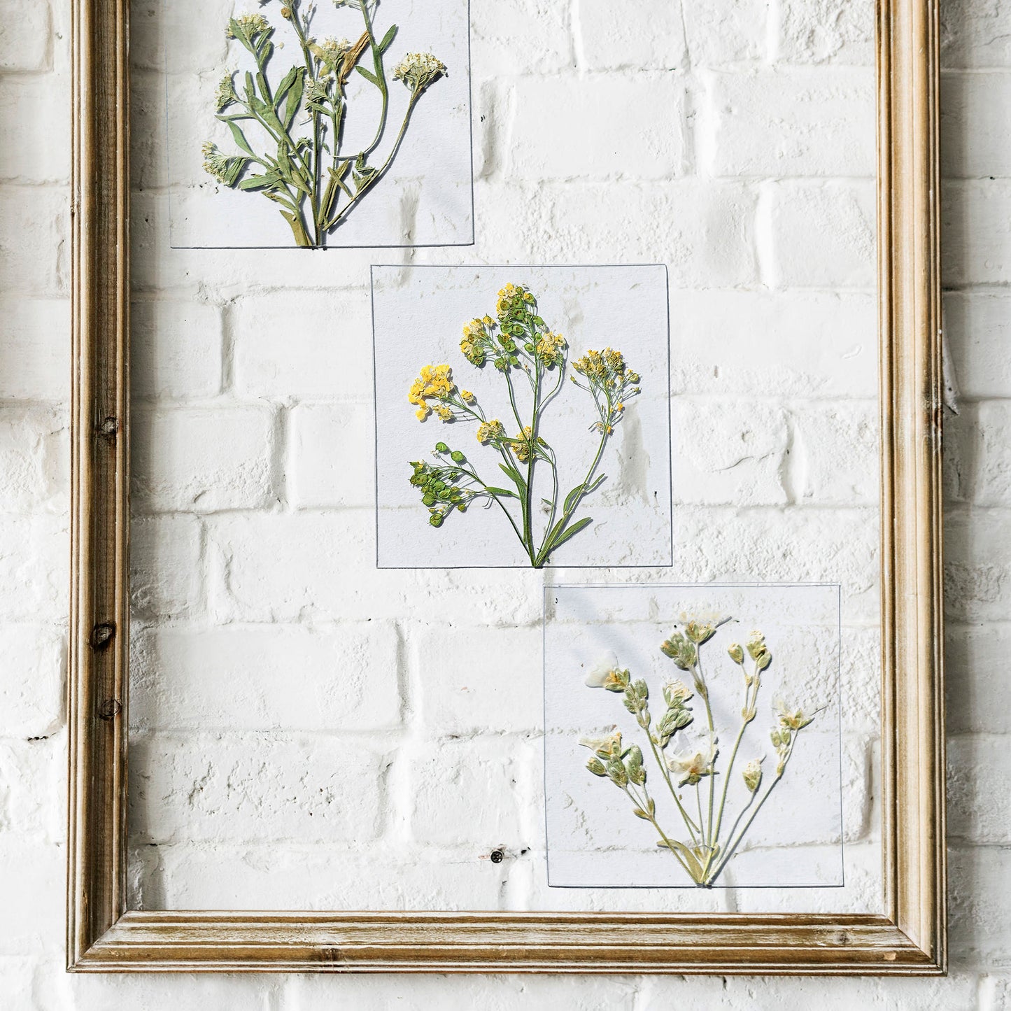 gallery wall set
mini set artworks
3 piece wall art
botanical wall art
dried flowers
wildflower wall art
plant lover gift
flexible plexiglass
herbarium decor
handmade home decor
original artwork
pressed flower art
farm bedroom decor
Cottagecore farmhouse decoration
Foraged wall art