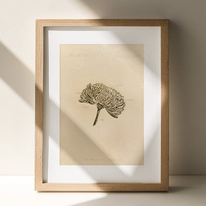 Vintage Anatomy Chrysanthemum Flowers Linocut Print Gallery Wall Set of 2 Cottagecore Floral Original Artwork Kitchen Art Decor Mother 
daughter in law gift cottagecore wall art cottage core Botanical &nbsp;bookshelf decor Block print Beige color Bedroom wall art bathroom print aunt gift anatomy of flowers Aesthetic wall art A4 chateaucore  wall hanging Vintage art unique wall art trendy thank you gift boss teacher appreciation gift Summer Spring wall art sister in law gift signature shelf decor self gift 