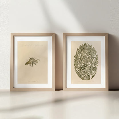 gallery wall set of 2 piece vintage anatomy echinacea purpurea flowers retro linocut print original artwork poison botanical master bedroom window nook decor sister gift floral lino rustic linogravure Sage green monochrome herb botanical 
wall hanging reading nook wall art, Vintage art unique wall art trendy thank you gift boss teacher appreciation gift english cottage, country cottage wall decor european countryside wall art, soft organic modern, poetic, etching style, headboard wall art, french 