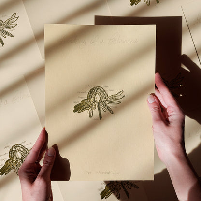 gallery wall set of 2 piece vintage anatomy echinacea purpurea flowers retro linocut print original artwork poison botanical master bedroom window nook decor sister gift floral lino rustic linogravure Sage green monochrome herb botanical 