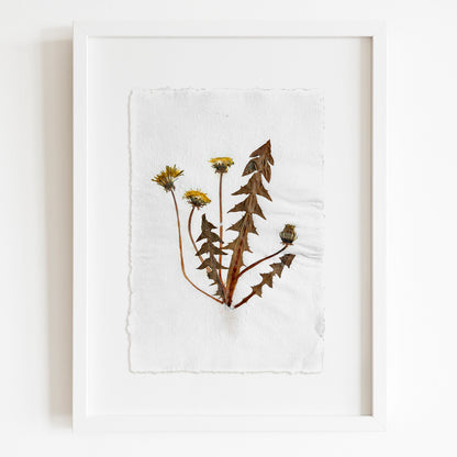 Yellow Dandelion Dried Flowers Original Botanical Artwork Herbarium Recycled Paper Kitchen Wall Decor Plant Lover Gift One of Kind UNFRAMED