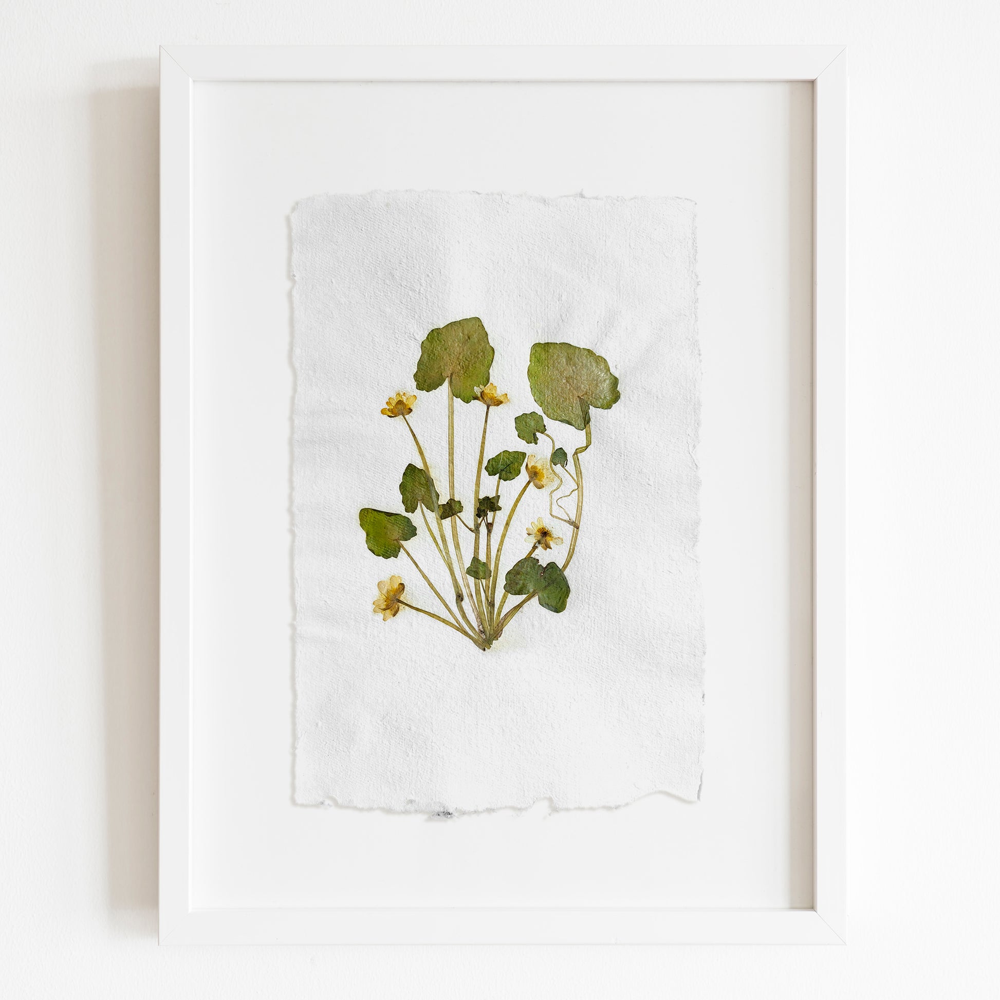 "Ficaria verna" Herbarium Yellow and green dried flower Original artwork Recycled paper UNFRAMED Pressed flowers One of a kind Bedroom Living room Farmhouse kitchen Cottagecore wall art Foraged Vintage Retro home decor Housewife Mother Gift Nature Plant lover gift 