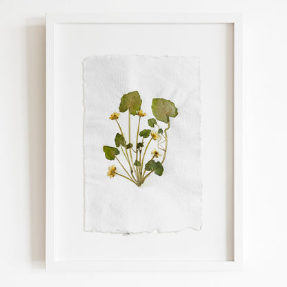 "Ficaria verna" Herbarium Yellow and green dried flower Original artwork Recycled paper UNFRAMED Pressed flowers One of a kind Bedroom Living room Farmhouse kitchen Cottagecore wall art Foraged Vintage Retro home decor Housewife Mother Gift Nature Plant lover gift 